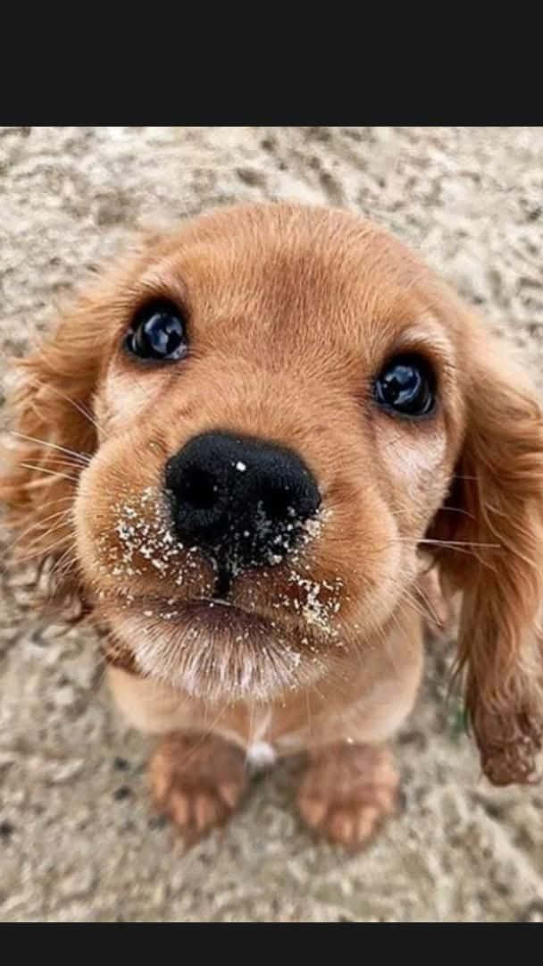 Adorable Puppy 桌布 壁紙 — 一隻毛茸茸的棕色小狗的特寫，有著寬闊的深色眼睛，鼻子上沾著沙子，抬頭看著相機。