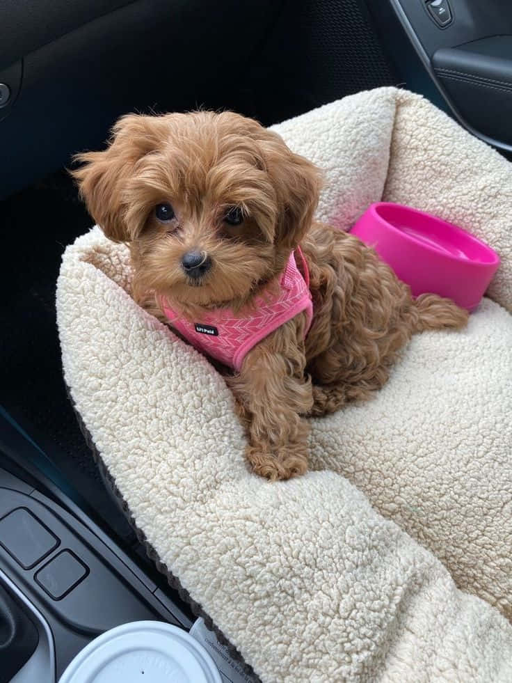 Adorable Puppy 桌布 壁紙 — 一隻毛茸茸的棕色小狗穿著粉紅色胸背帶，舒適地坐在車內一張舒適的米色寵物床上。