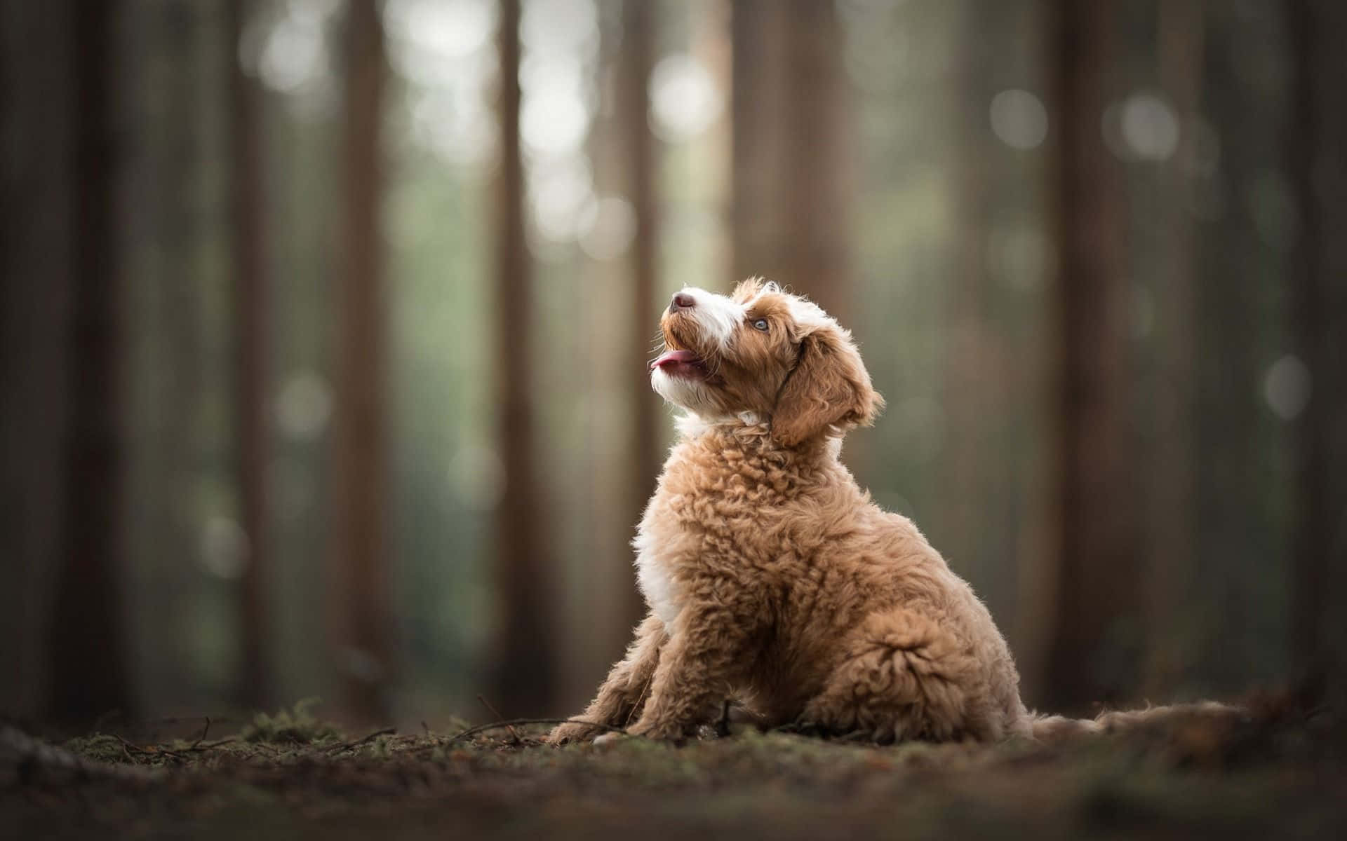 Labradoodle 桌布 壁紙 — 一隻毛茸茸的棕色小狗警覺地坐在陽光斑駁的森林裡，用明亮的眼睛向上凝視。