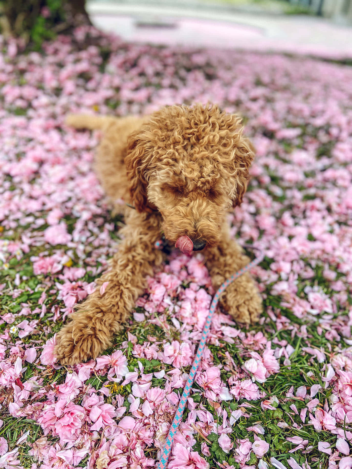 Poodle 桌布 壁紙 — 一隻毛茸茸的棕色小狗躺在鋪滿粉紅色櫻花的草地上舔著自己的鼻子。