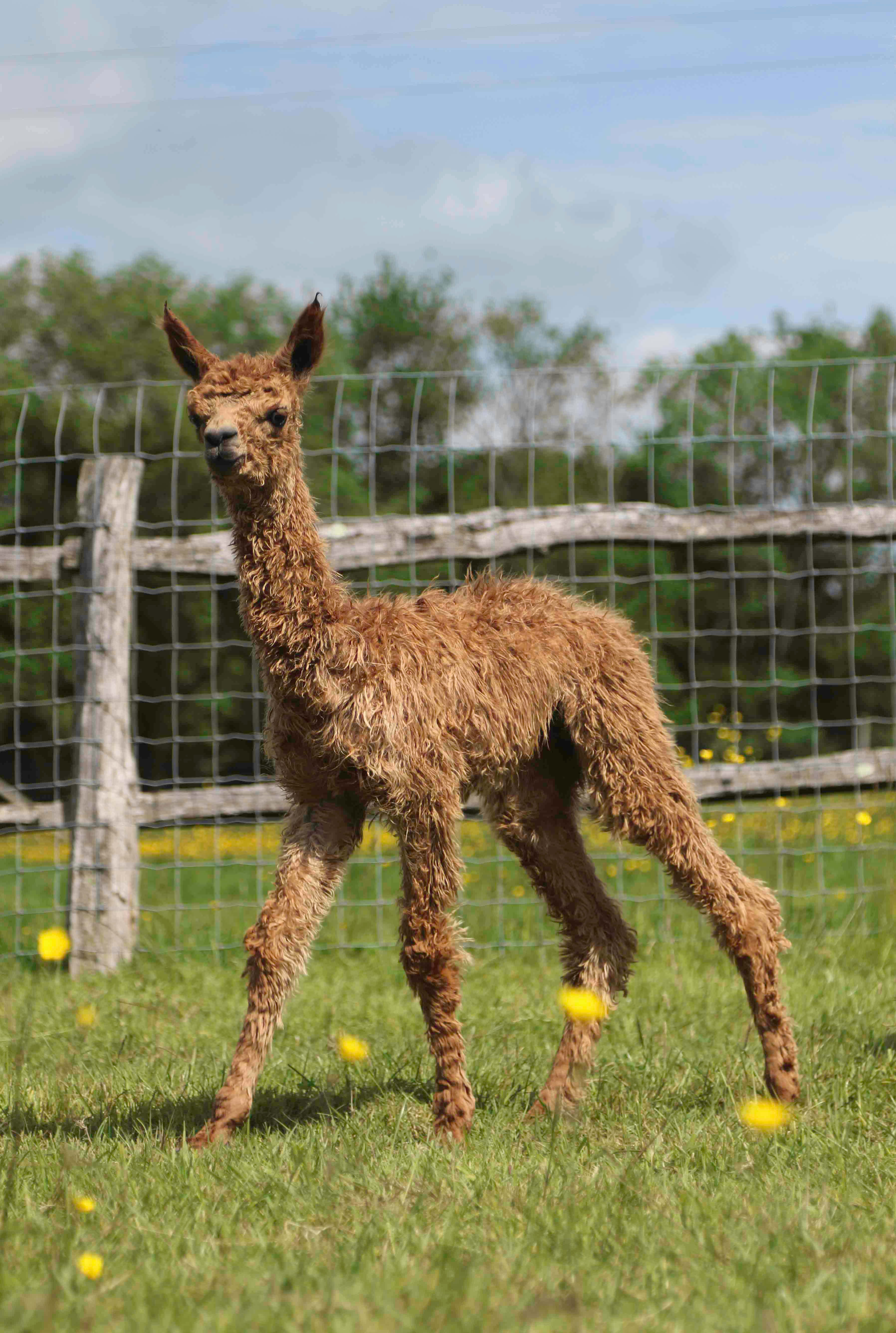 Alpaca 桌布 壁紙 — 一隻毛茸茸的棕色小羊駝站在陽光明媚的草地上，草地上點綴著黃色花朵，靠近鐵絲網圍欄。