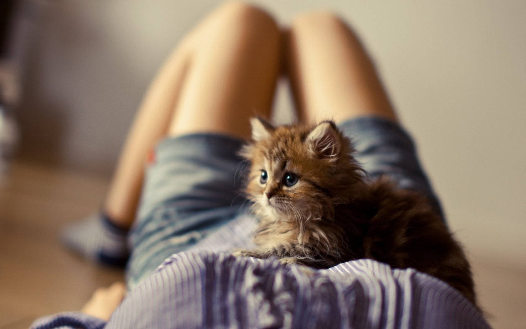 Cute Cat Love 桌布 壁紙 — 一隻毛茸茸的棕色小貓，有著明亮的藍色眼睛，躺在一個人的大腿上休息，而這個人正仰臥在室內。