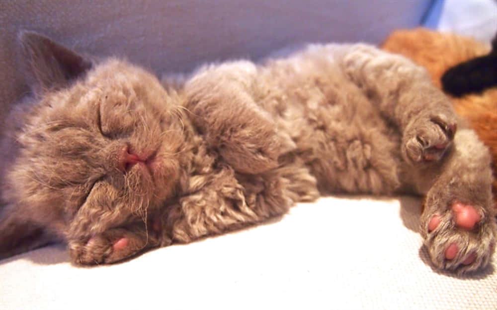 Selkirk Rex 桌布 壁紙 — 一隻毛茸茸的棕色小貓咪在柔軟的白色表面上仰臥著，雙爪向上，睡得香甜。