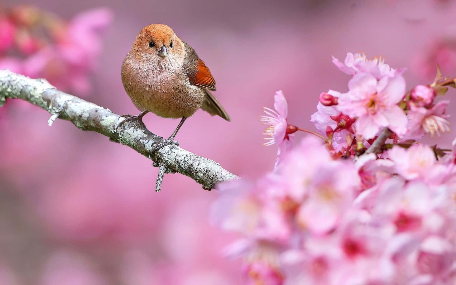 Spring Trees 桌布 壁紙 — 一隻毛茸茸的棕色小鳥棲息在長滿苔蘚的樹枝上，周圍是盛開的柔粉色櫻花。