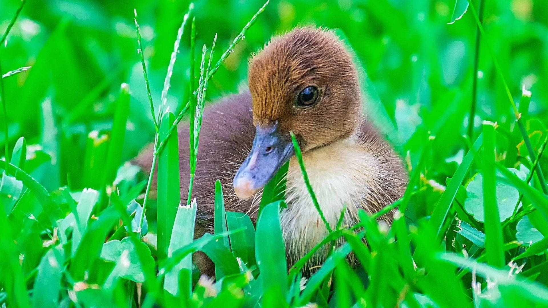 Baby Duck 桌布 壁紙 — 一隻毛茸茸的棕色小鴨好奇地從充滿活力的綠色草地上探出頭來，草地上有露珠在日光下閃閃發光。