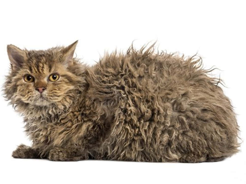Selkirk Rex 桌布 壁紙 — 一隻毛茸茸的棕色捲毛貓，睜著大大的琥珀色眼睛，靜靜地躺在純白色的背景上。