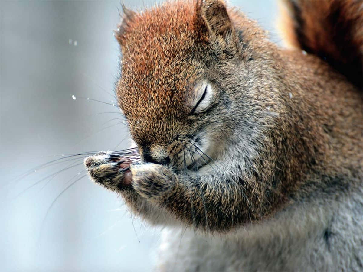 Squirrel 桌布 壁紙 — 一隻毛茸茸的棕色松鼠在雪景背景下，爪子裡抱著堅果，安詳地睡著的近距離特寫。