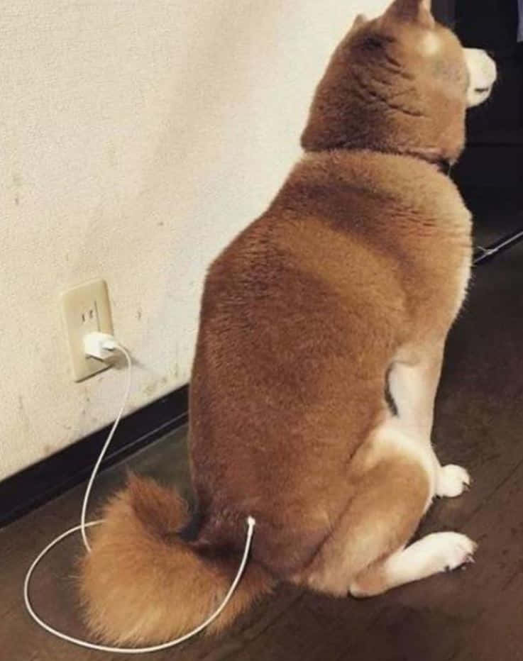 動物 桌布 壁紙 — 一隻毛茸茸的棕色柴犬平靜地坐在木地板上，有一條白色充電線插在牠的尾巴上，牆上有一個插座。