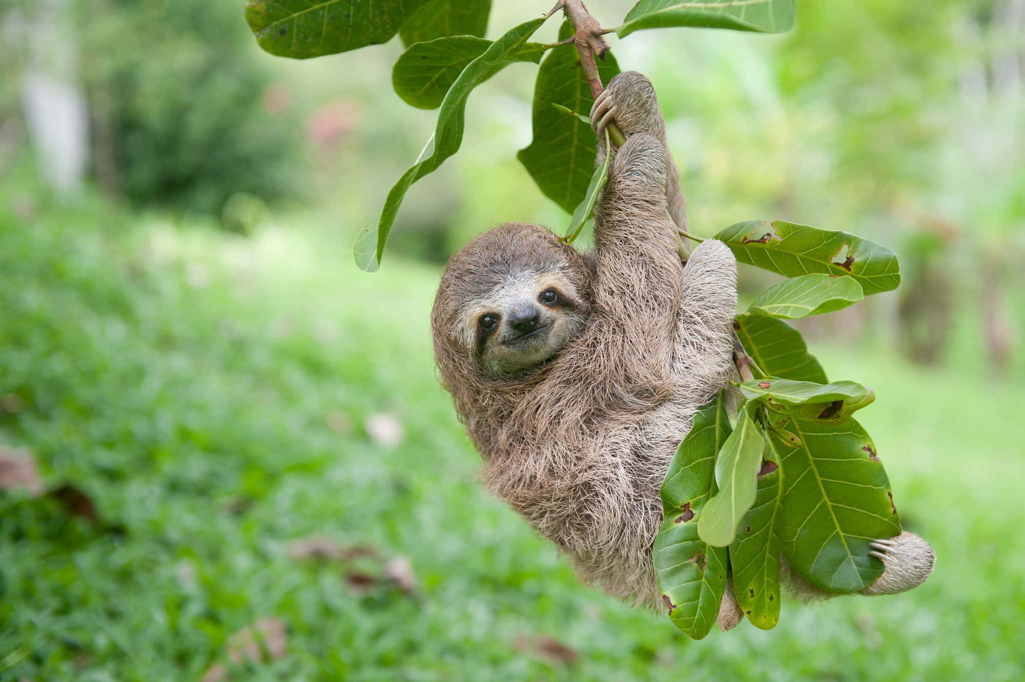 動物 桌布 壁紙 — 一隻毛茸茸的棕色樹懶倒掛在茂密森林中長滿樹葉的樹枝上，伴隨著柔和自然光。