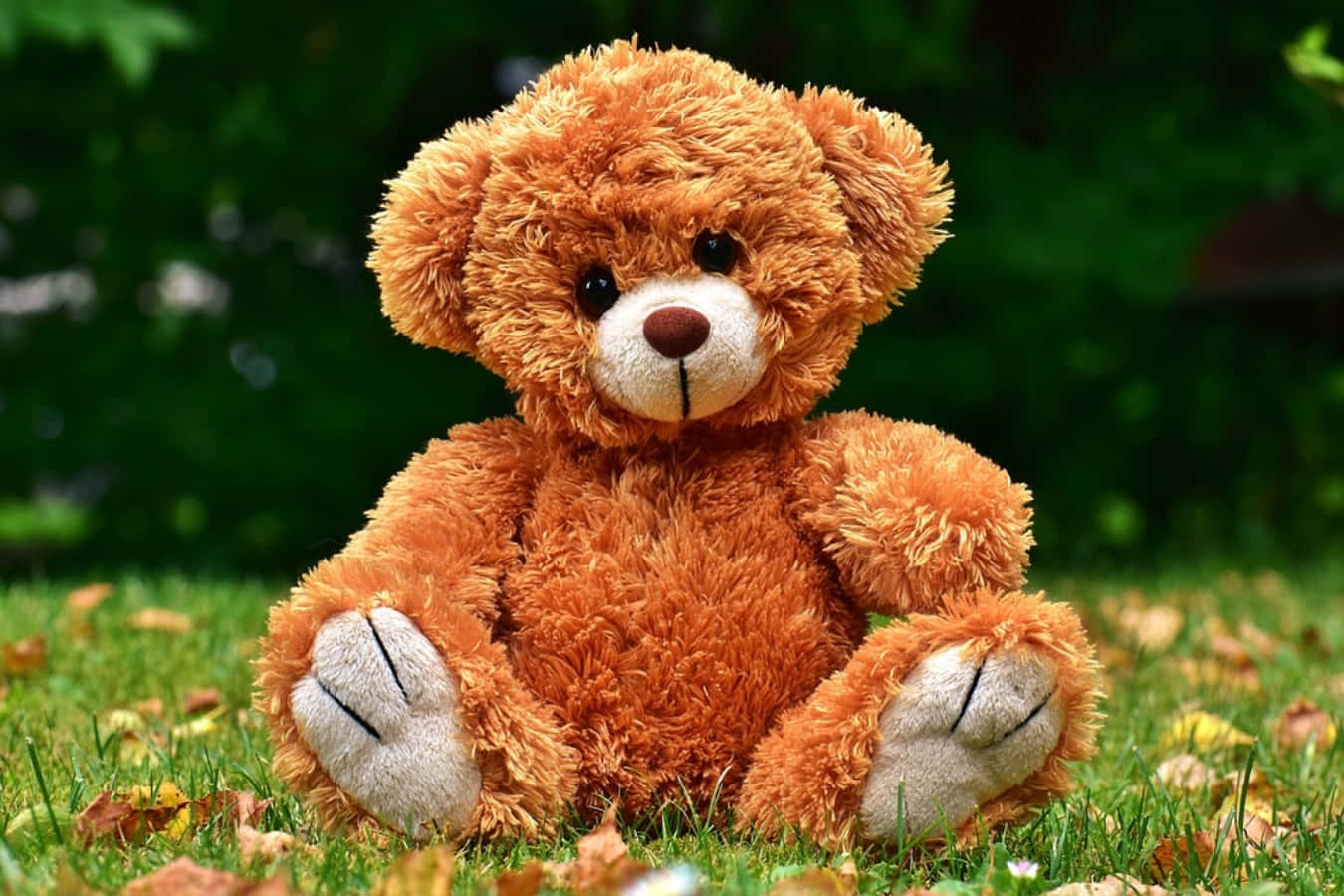Cute Teddy 桌布 壁紙 — 一隻毛茸茸的棕色泰迪熊坐在散落著落葉的草地上，背景是模糊的綠色。