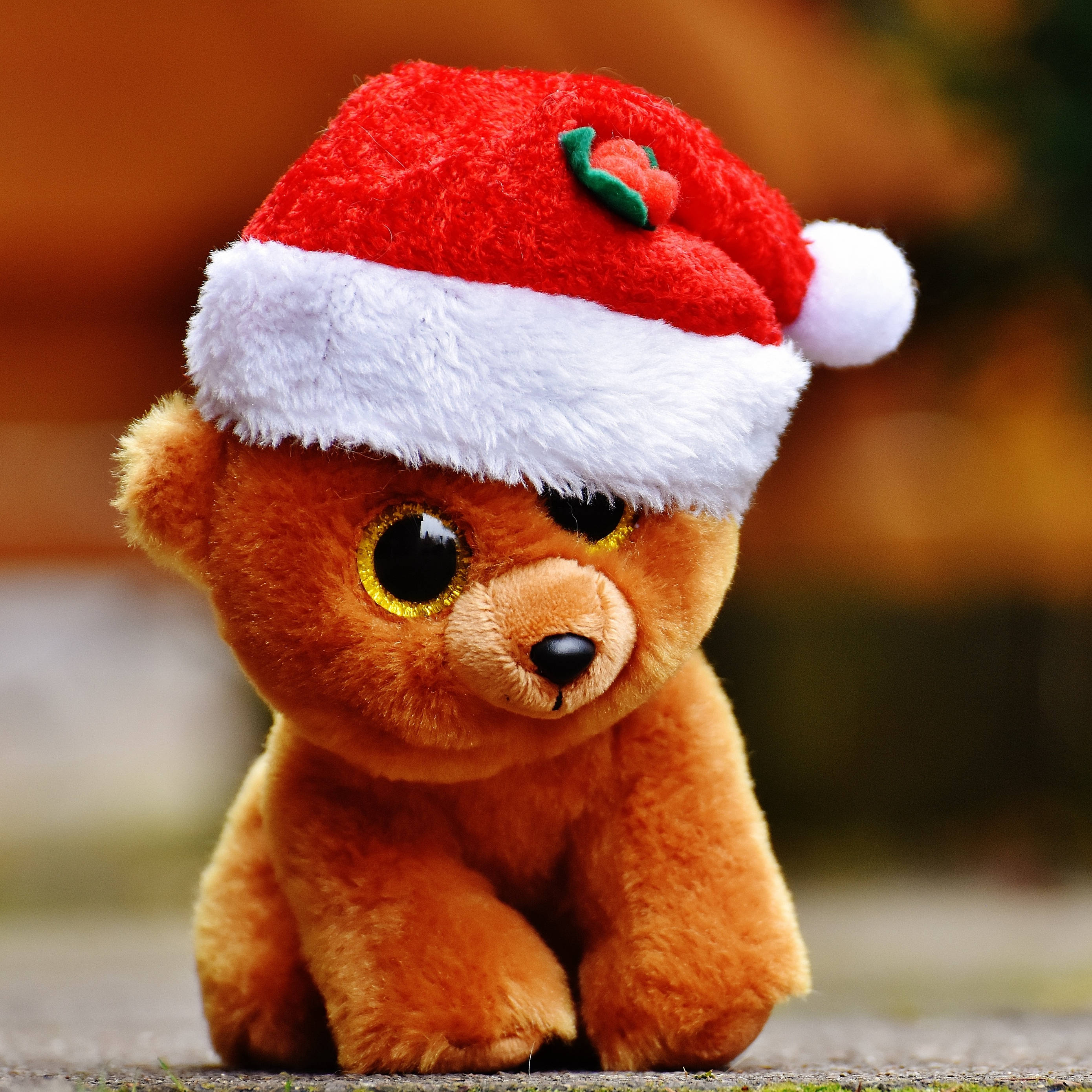 Teddy Bear 桌布 壁紙 — 一隻毛茸茸的棕色泰迪熊戴著帶有綠色冬青漿果的紅色聖誕帽，坐在石頭表面上。