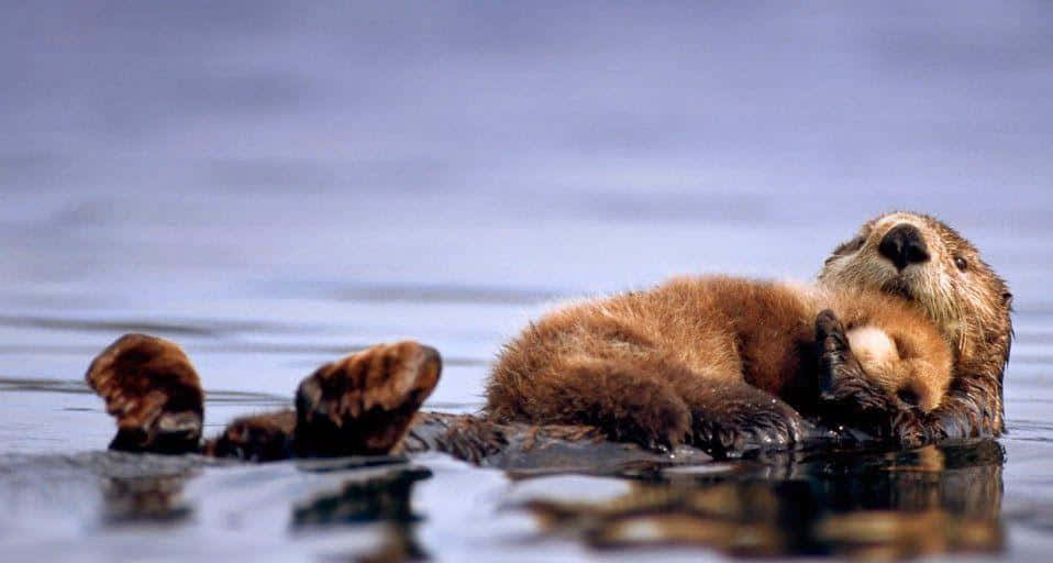 Otter 桌布 壁紙 — 一隻毛茸茸的棕色海獺在平靜的藍色水面上肚皮朝天漂浮，雙爪舉起，眼睛閉合，展現出寧靜的滿足感。