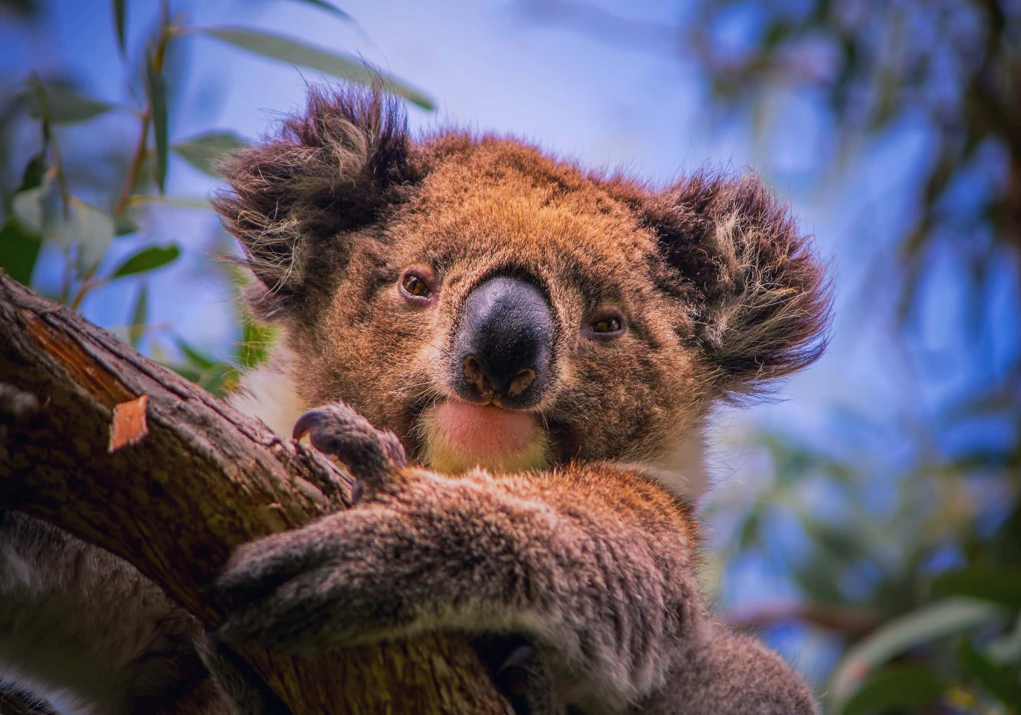 Koala 桌布 壁紙 — 一隻毛茸茸的棕色無尾熊用爪子抓著樹枝的特寫，背景是藍天。