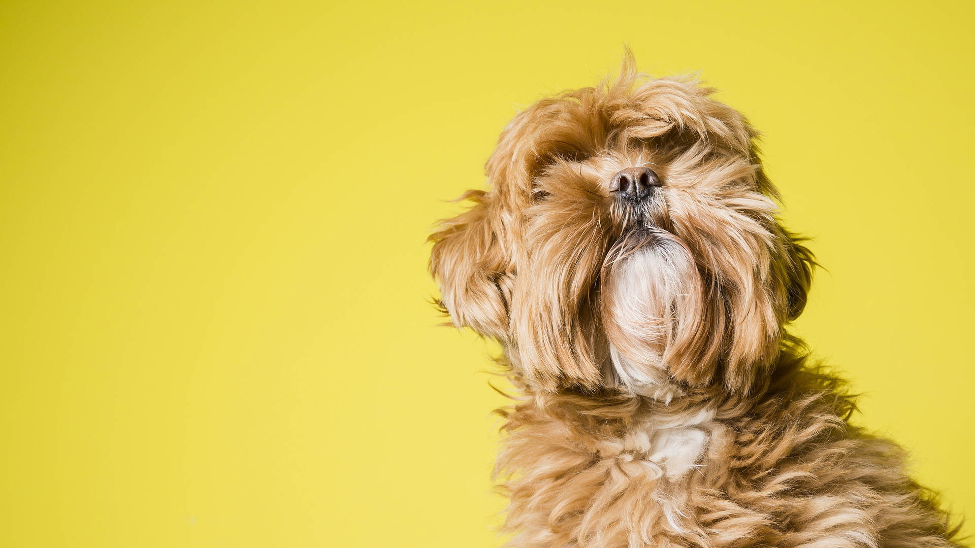shih tzu 桌布 壁紙 — 一隻毛茸茸的棕色狗，白色胸部，在鮮黃色背景上向上凝視。