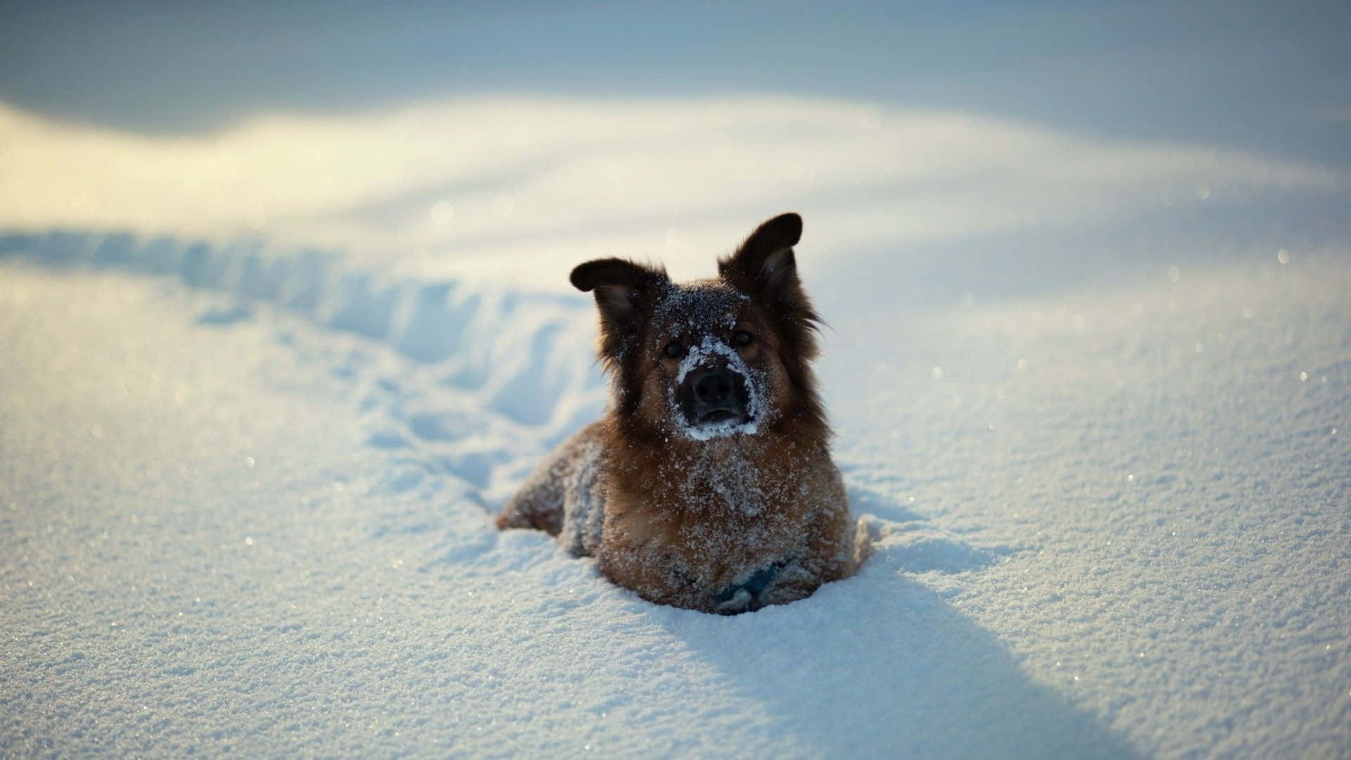 Winter Animal 桌布 壁紙 — 一隻毛茸茸的棕色狗，臉上沾滿雪，躺在深雪中，沐浴在柔和的金色陽光下。