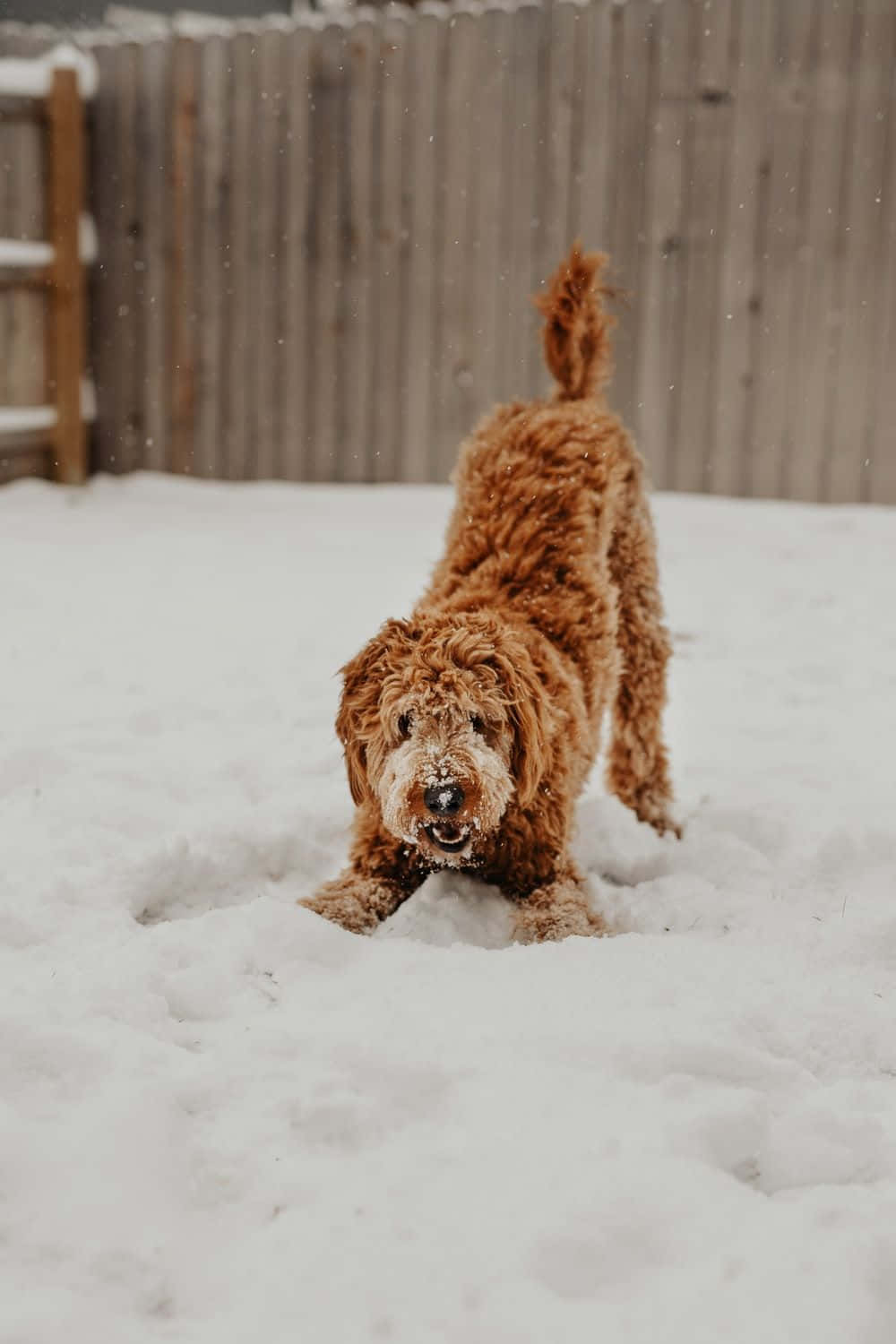 Goldendoodle 桌布 壁紙 — 一隻毛茸茸的棕色狗在清新的雪中快樂地玩耍，背景是木柵欄。