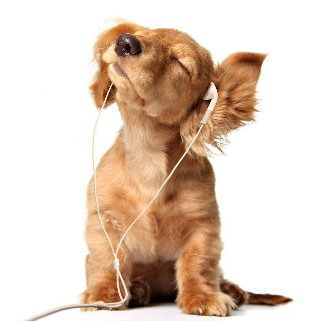 可愛動物動圖 桌布 壁紙 — 一隻毛茸茸的棕色狗戴著白色耳塞，閉著眼睛，幸福地坐在純白色背景前。
