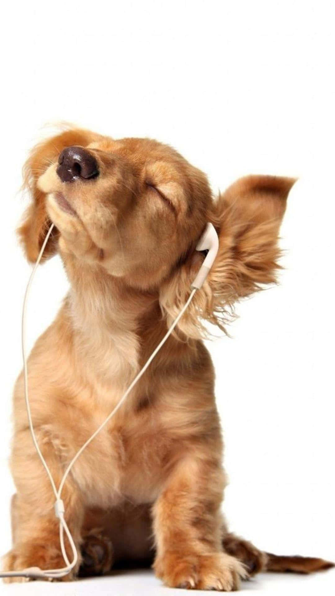 Dog iPhone 桌布 壁紙 — 一隻毛茸茸的棕色狗閉著眼睛，戴著耳塞享受音樂，背景是純白色。