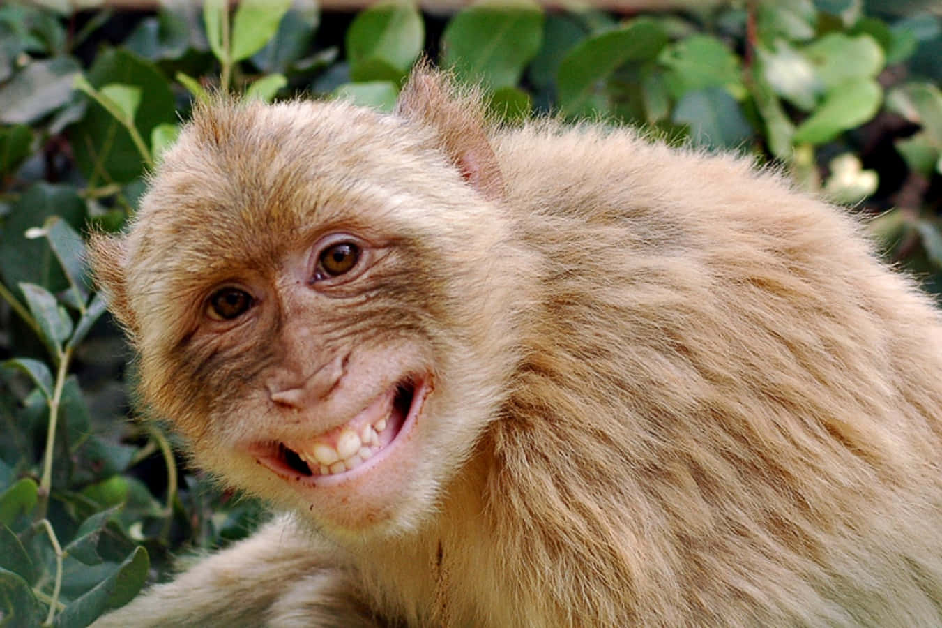 Monkey Funny 桌布 壁紙 — 一隻毛茸茸的棕色猴子在茂密的綠葉中咧嘴大笑的特寫。