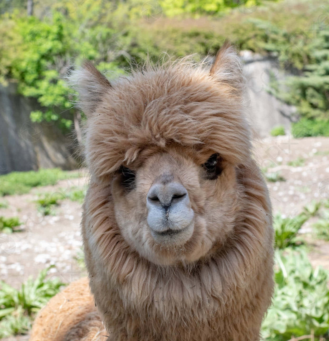 Alpaca 桌布 壁紙 — 一隻毛茸茸的棕色羊駝，帶著好奇的表情，在綠色戶外環境中直視鏡頭的特寫。