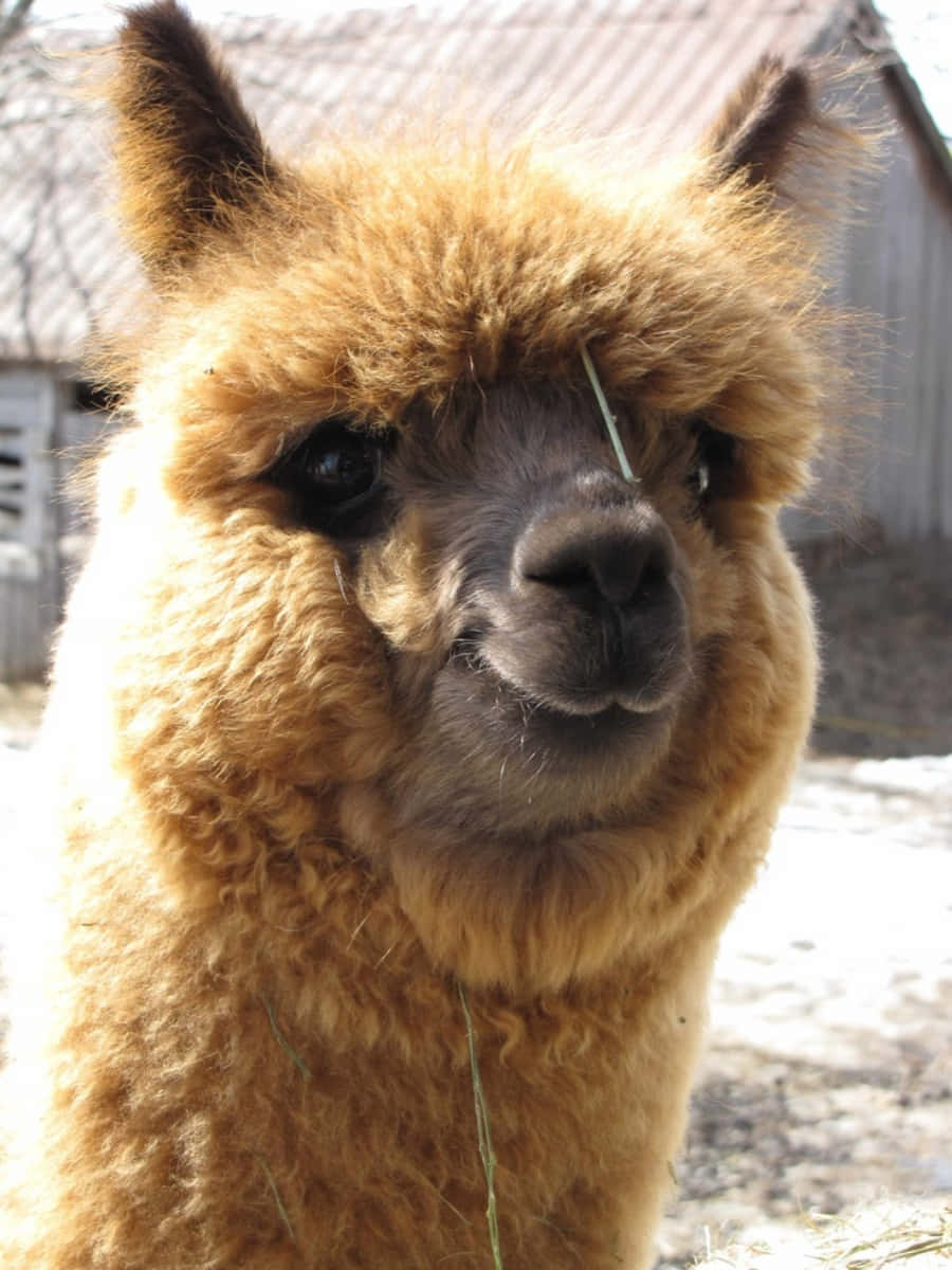 Alpaca 桌布 壁紙 — 一隻毛茸茸的棕色羊駝，眼睛裡有一片草葉，在明亮的陽光下平靜地看著鏡頭的特寫。