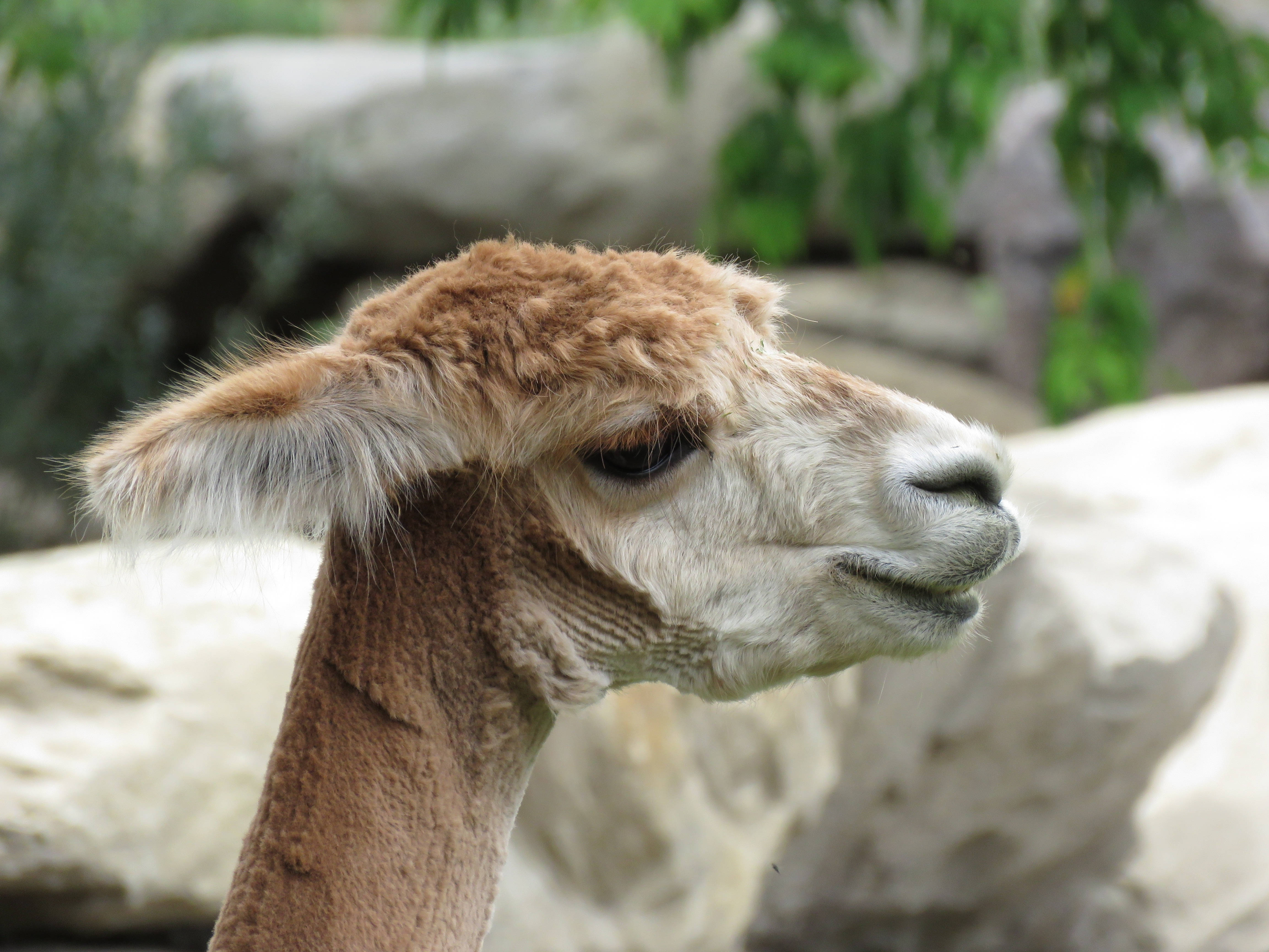 Alpaca 桌布 壁紙 — 一隻毛茸茸的棕色羊駝，表情平靜，背景是模糊的岩石和綠色植物。