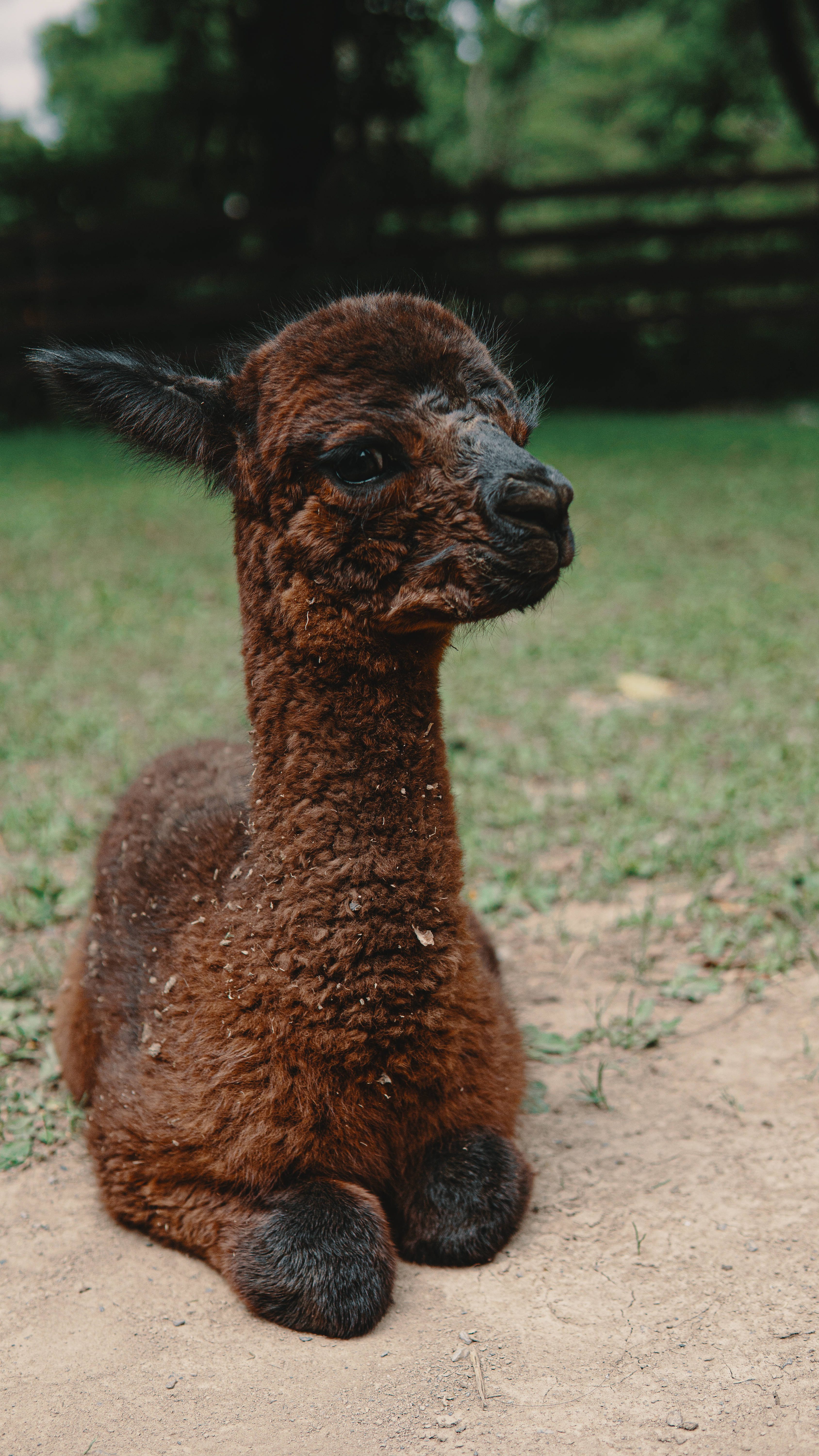 Alpaca 桌布 壁紙 — 一隻毛茸茸的棕色羊駝在沙地上平靜地休息，背景有柔和的綠草和樹木。