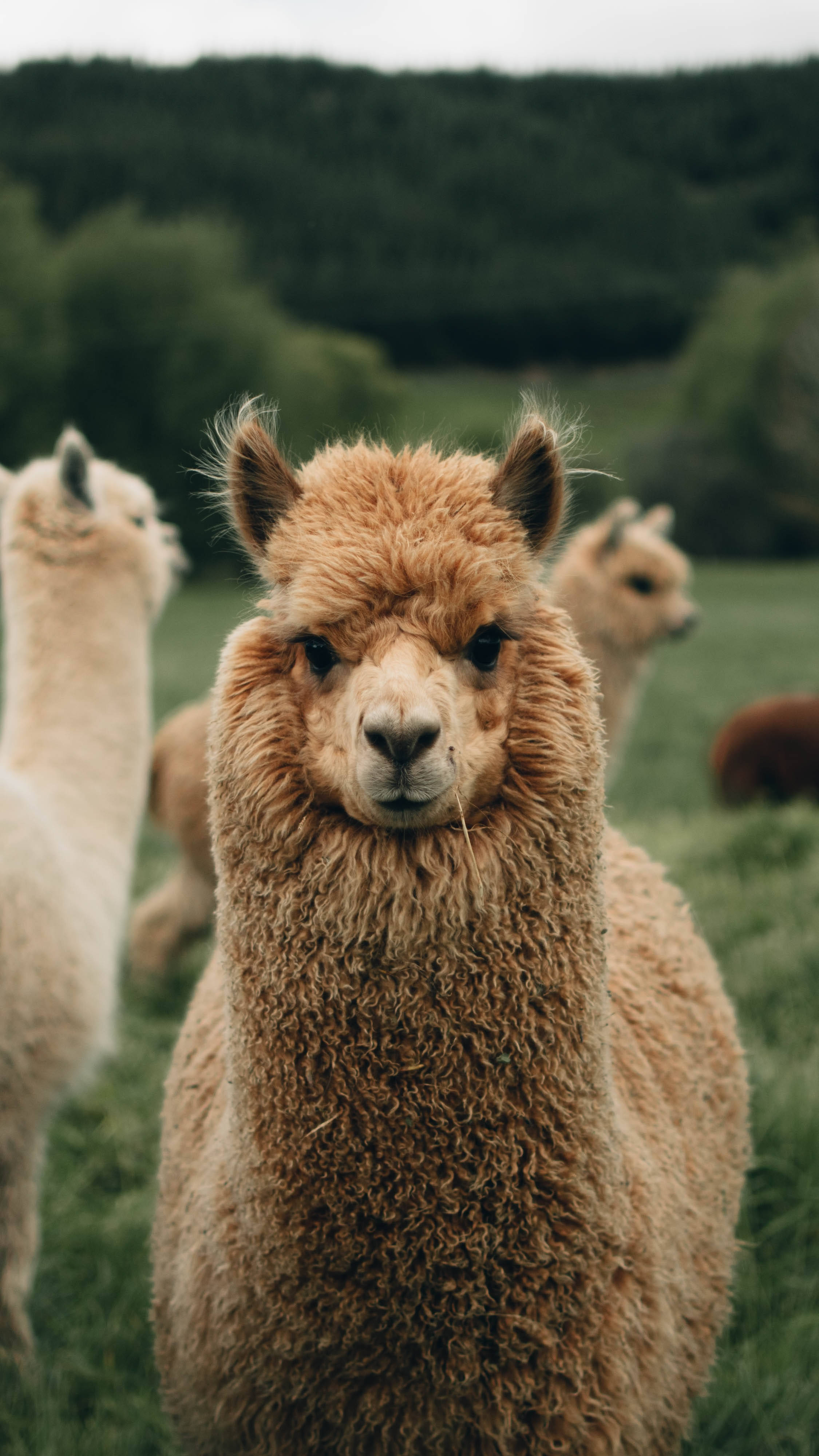 動物 桌布 壁紙 — 一隻毛茸茸的棕色羊駝在翠綠田野中直視鏡頭的特寫，背景有其他羊駝。
