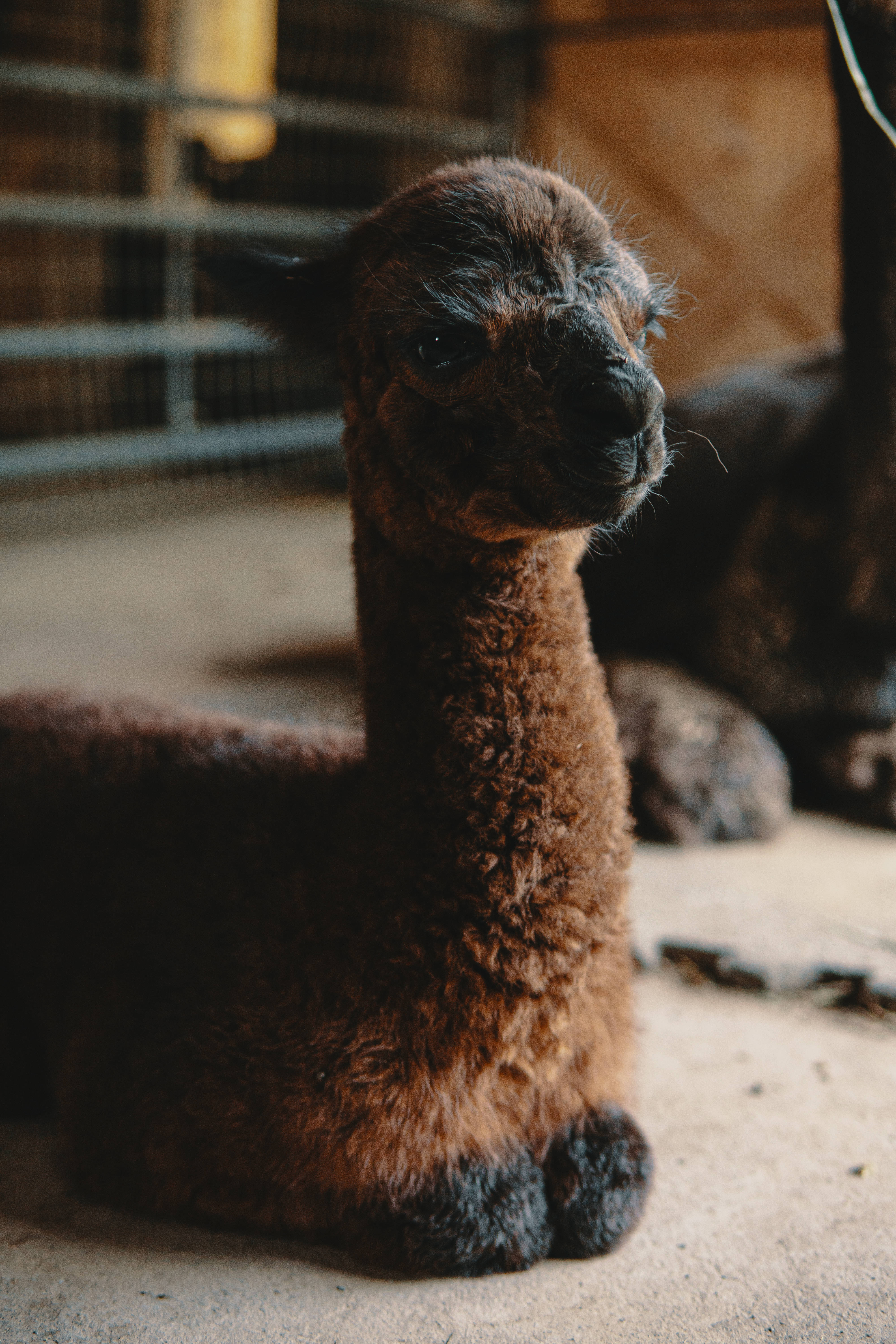 Alpaca 桌布 壁紙 — 一隻毛茸茸的棕色羊駝在鐵絲網圍欄內平靜地坐著的特寫，光線柔和自然。