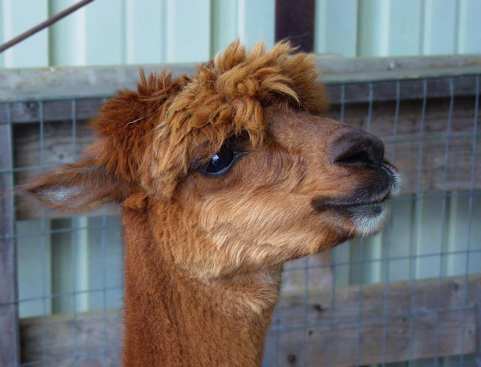 Alpaca 桌布 壁紙 — 一隻毛茸茸的棕色羊駝在鐵絲網後露出好奇表情的特寫。