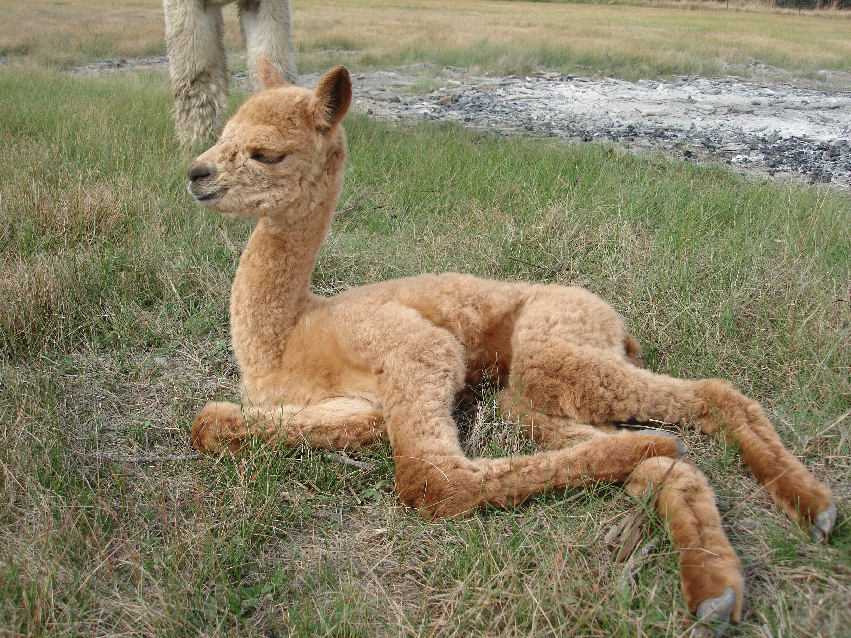 Alpaca 桌布 壁紙 — 一隻毛茸茸的棕色羊駝在高高的草地上平靜地休息，另一隻羊駝站在附近的自然田野中。