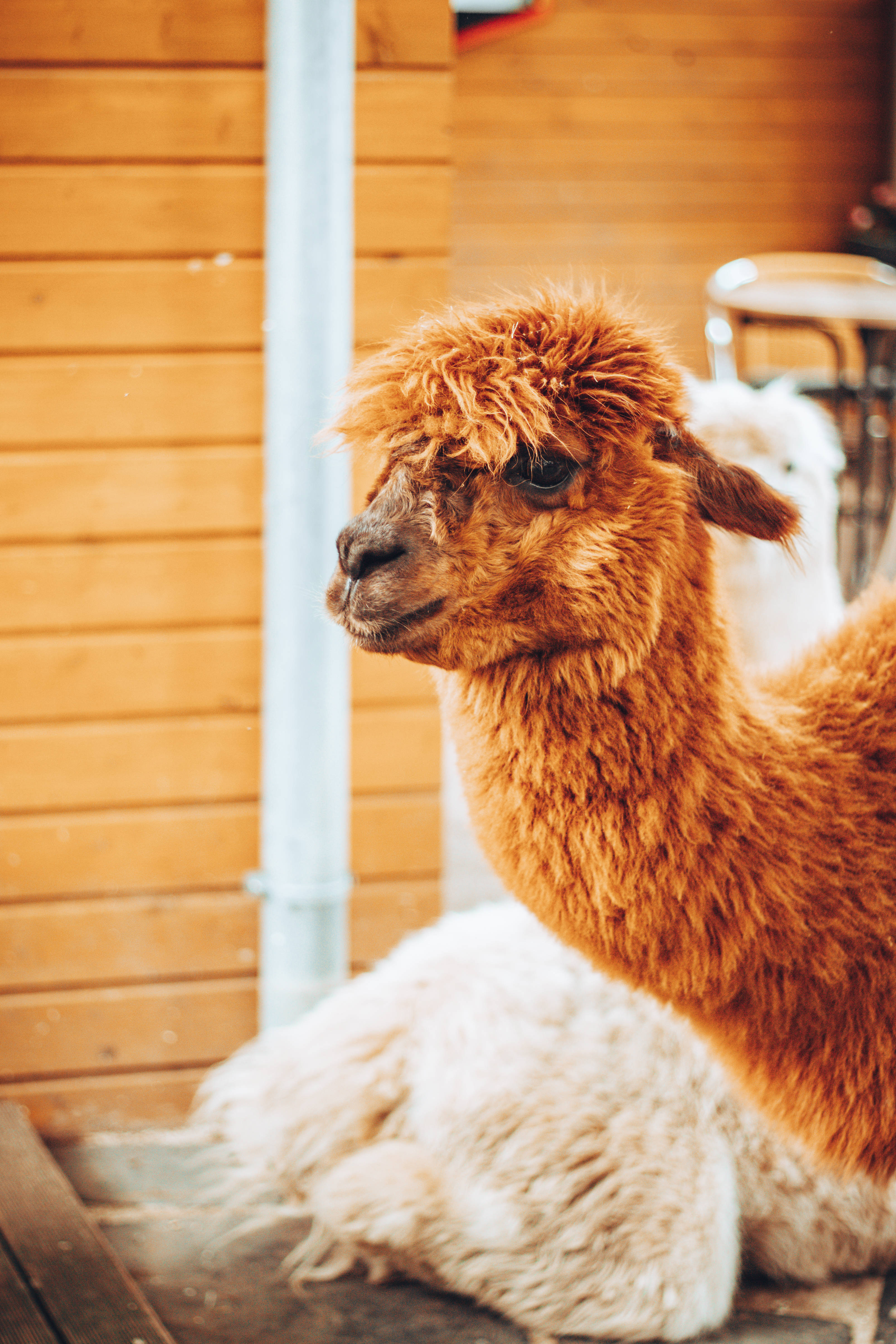 Alpaca 桌布 壁紙 — 一隻毛茸茸的棕色羊駝平靜地坐在一隻白色羊駝旁邊，在木質甲板上，背景是溫暖的木牆。
