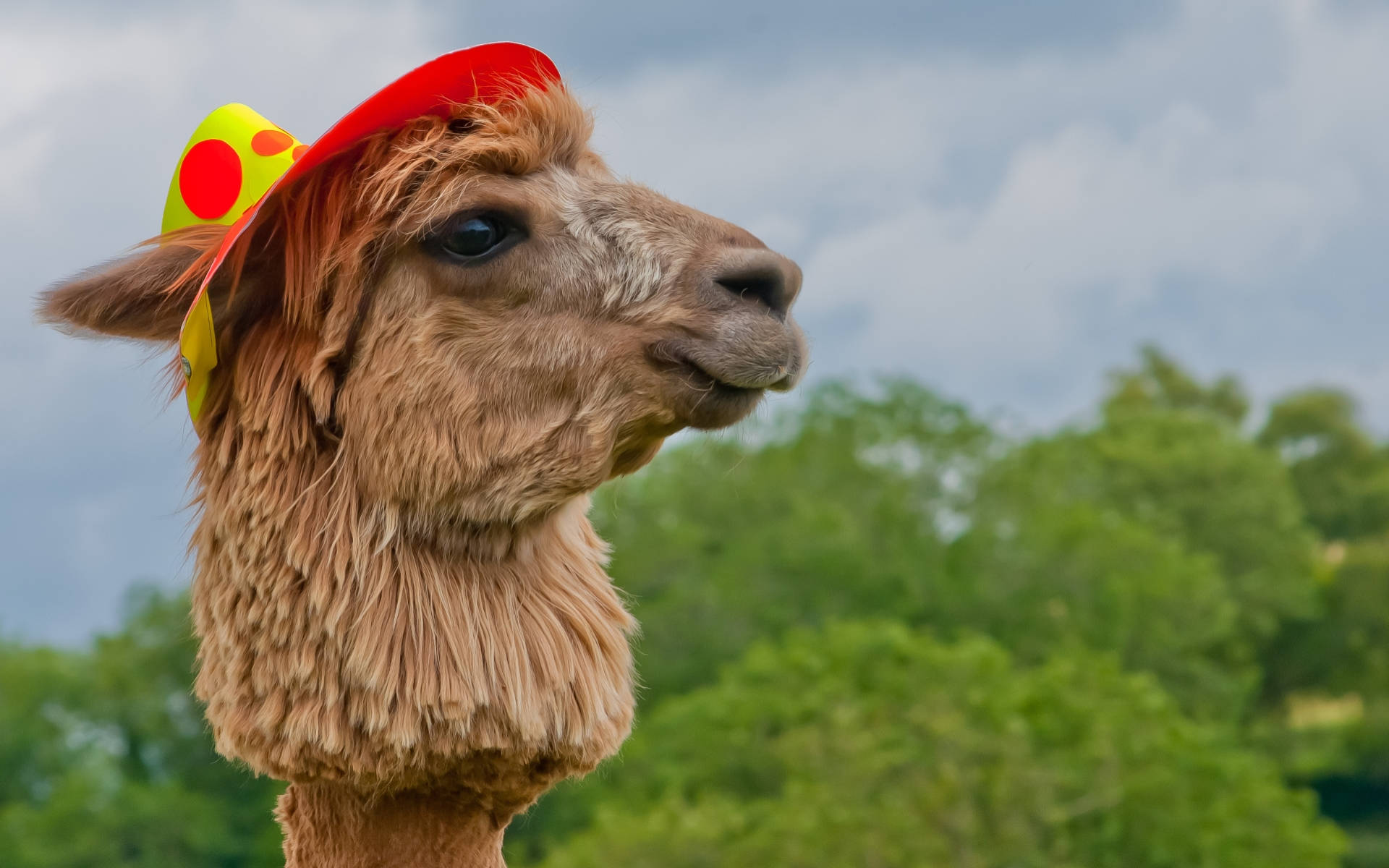 Alpaca 桌布 壁紙 — 一隻毛茸茸的棕色羊駝戴著紅黃圓點帽，背景是陰天和綠樹的近距離特寫。