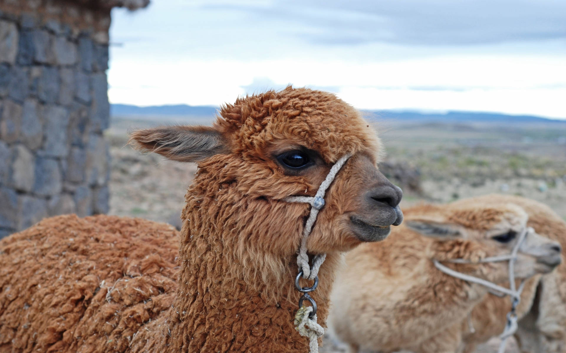 Alpaca 桌布 壁紙 — 一隻毛茸茸的棕色羊駝戴著繩索頭套，站在廣闊田野的石牆附近的特寫。