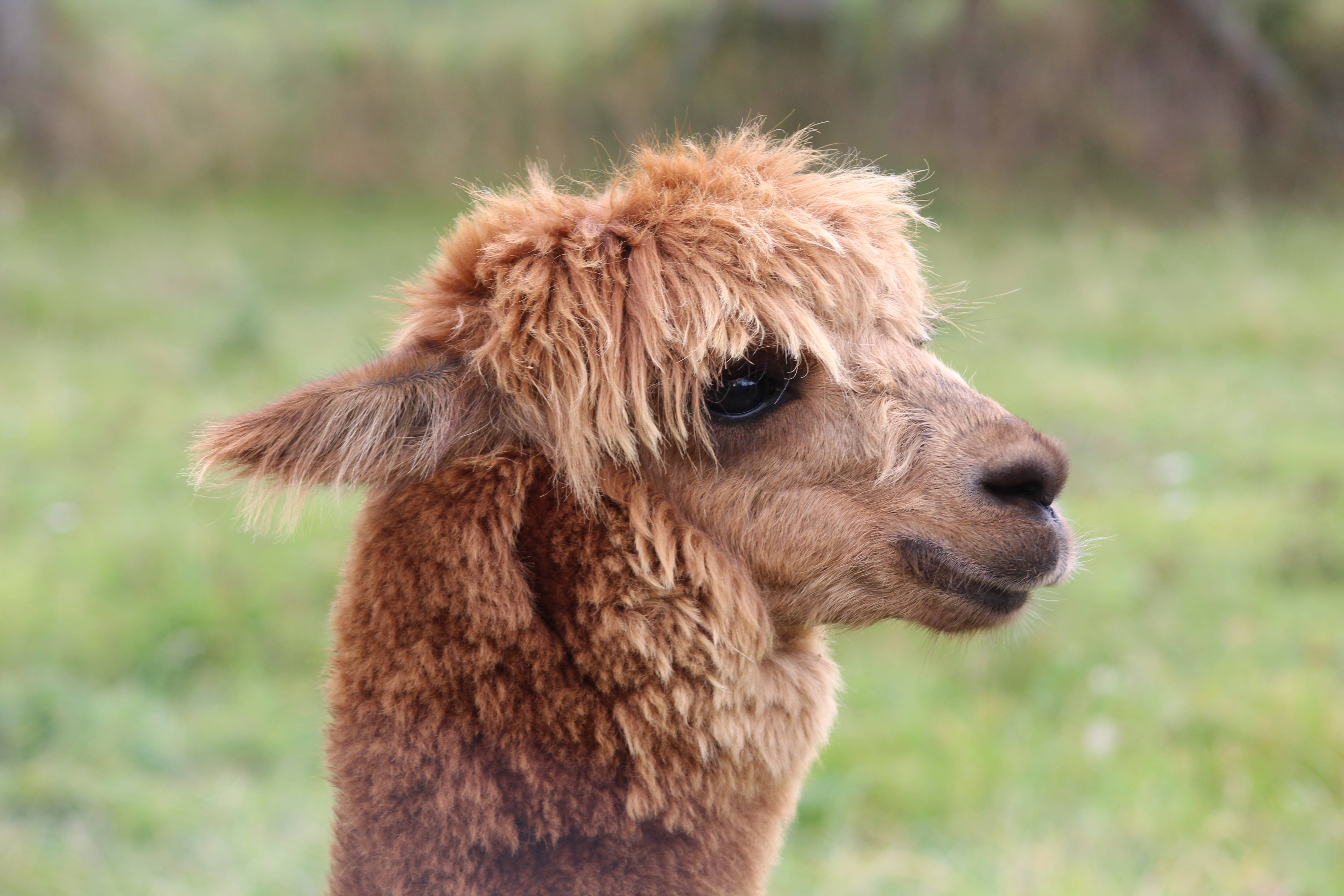 Alpaca 桌布 壁紙 — 一隻毛茸茸的棕色羊駝特寫，毛髮柔軟，眼睛深邃，在模糊的綠色田野背景下平靜地凝視。