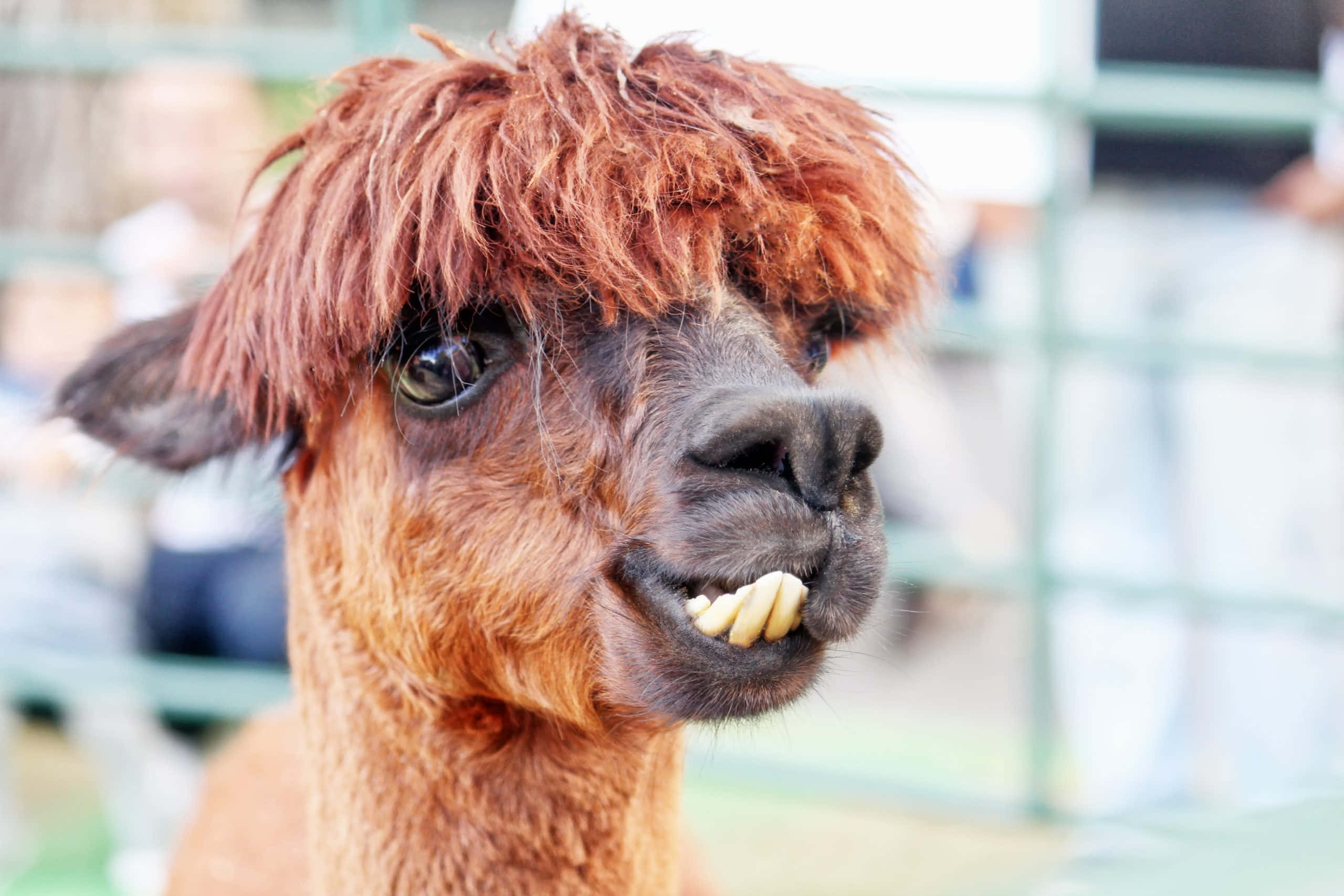 Alpaca 桌布 壁紙 — 一隻毛茸茸的棕色羊駝的特寫，帶著滑稽的露齒笑容和富有表情的眼睛。