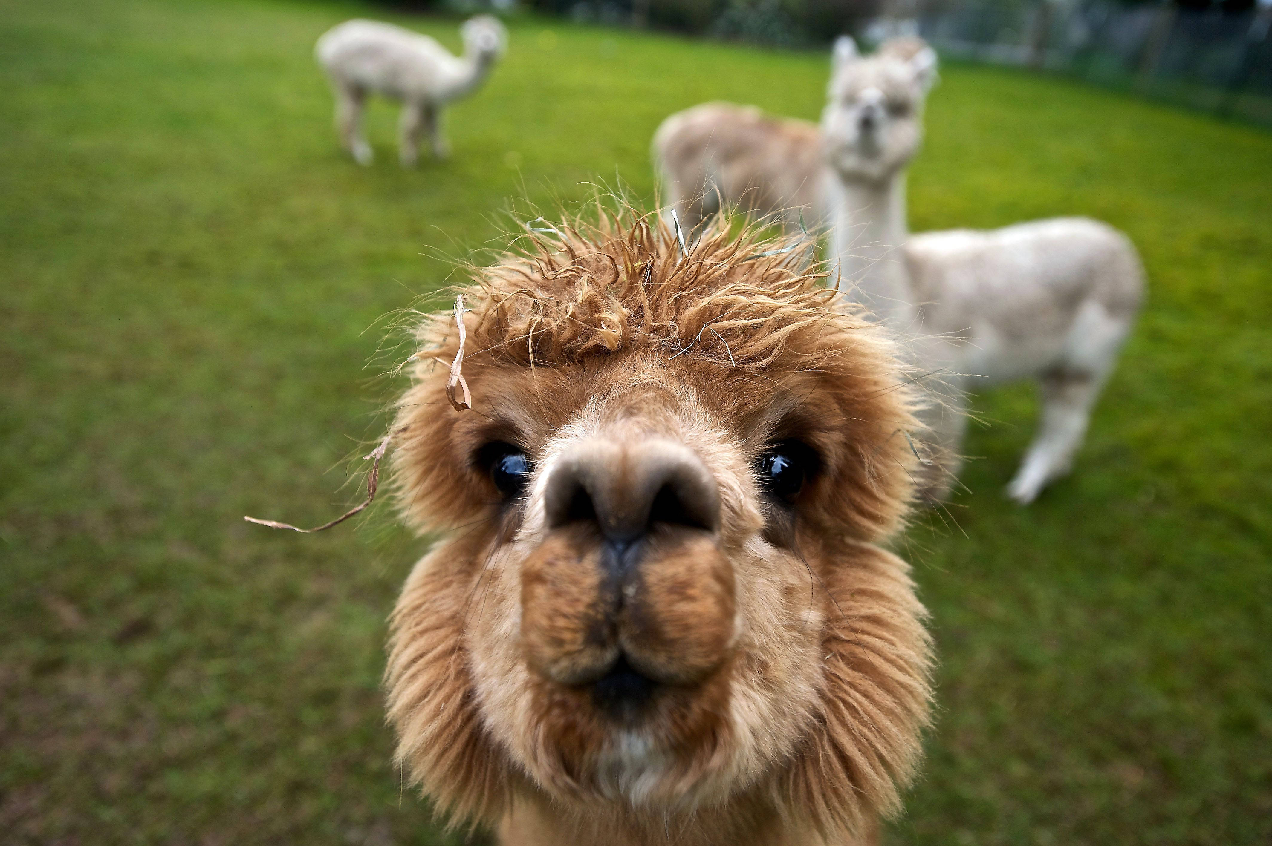 Alpaca 桌布 壁紙 — 一隻毛茸茸的棕色羊駝直視鏡頭的特寫，背景中有另外兩隻在綠色草坪上吃草。