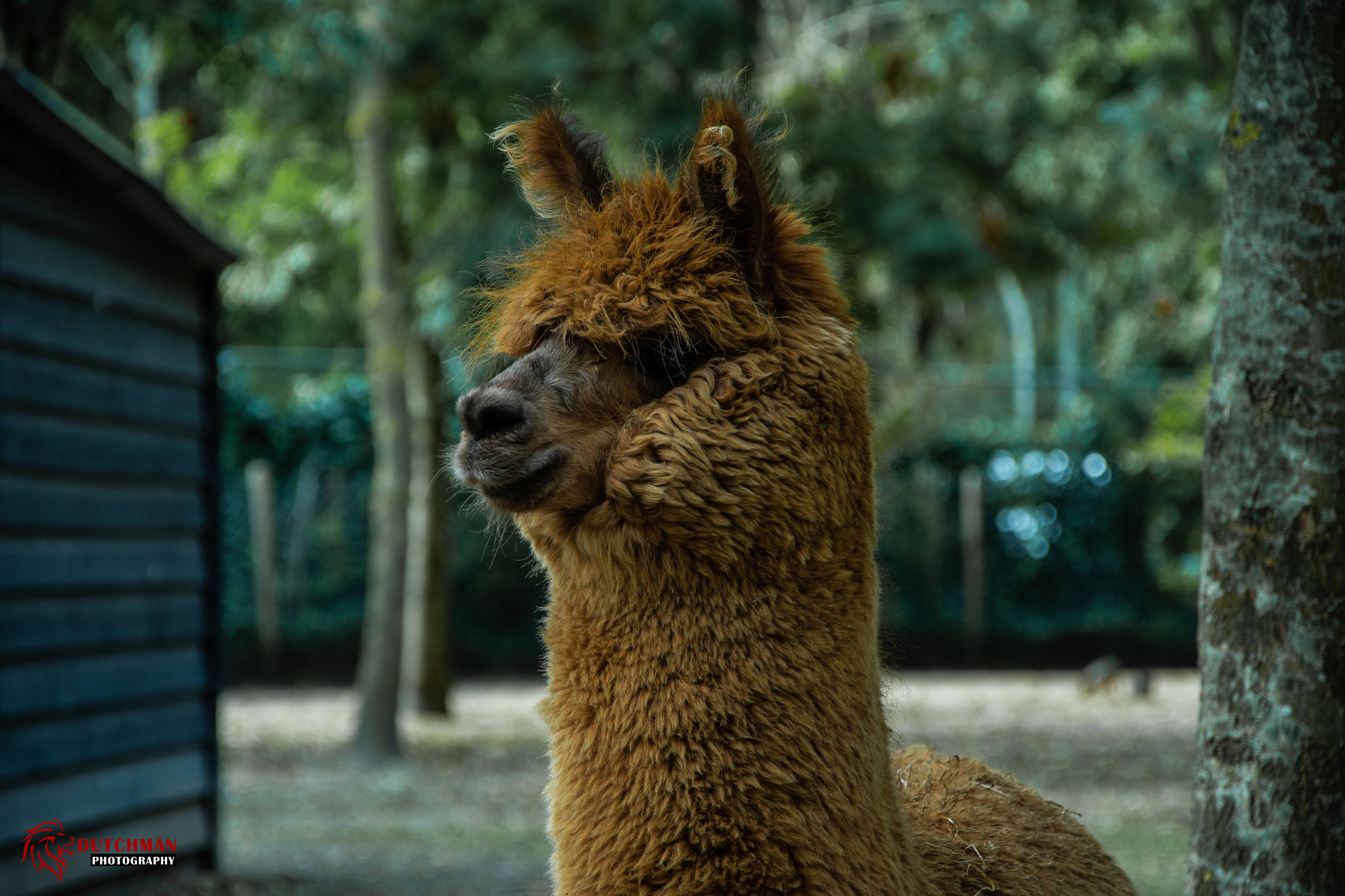 Alpaca 桌布 壁紙 — 一隻毛茸茸的棕色羊駝站在森林圍欄內，背景有樹木和一個木棚。