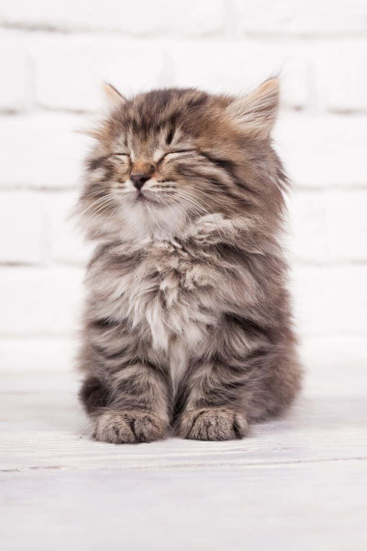 Cute Cat 桌布 壁紙 — 一隻毛茸茸的棕色虎斑小貓咪在白色磚牆背景下閉著眼睛靜靜地坐著。