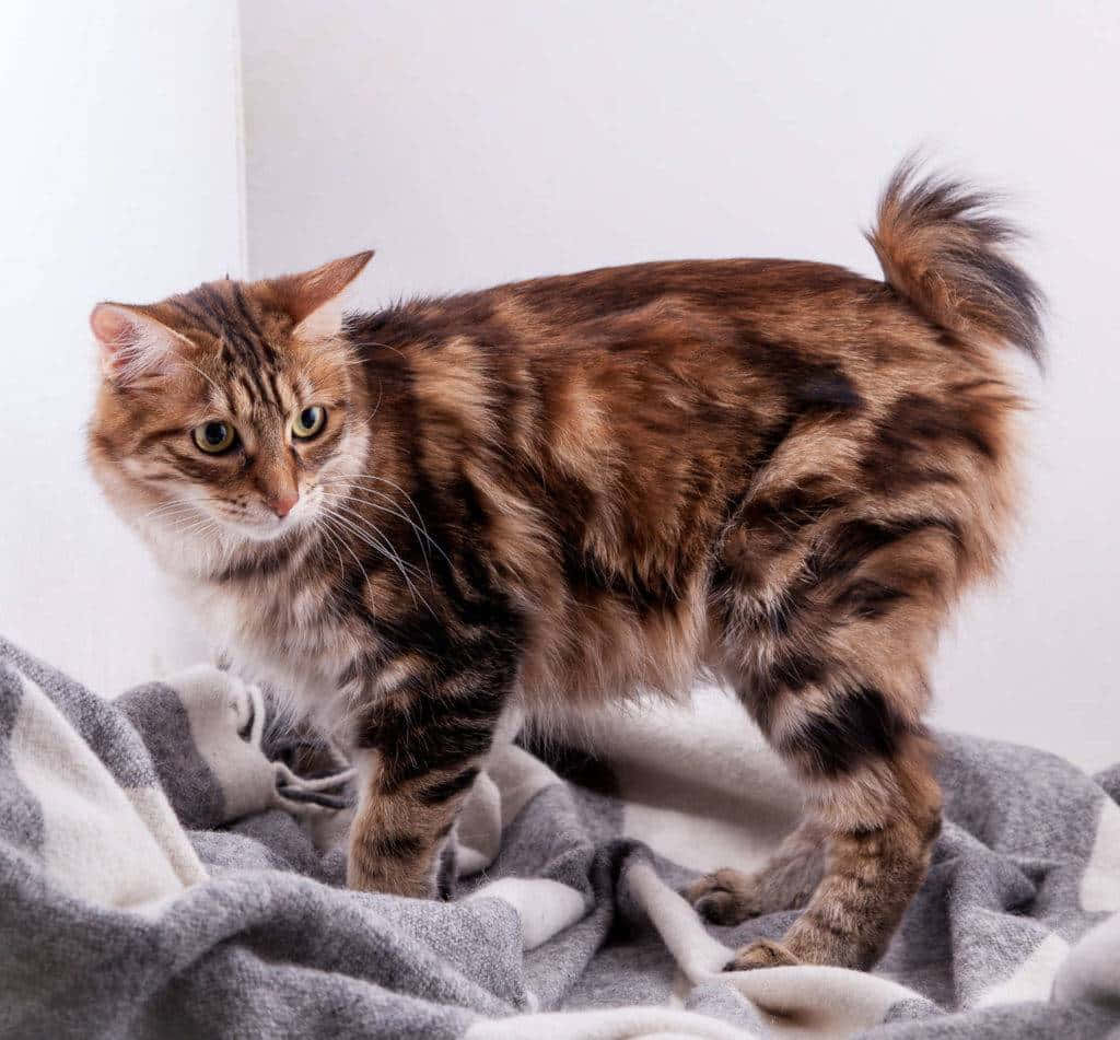Kurilian Bobtail 桌布 壁紙 — 一隻毛茸茸的棕色虎斑貓，有著引人注目的綠色眼睛，警覺地站在灰色和白色條紋的毯子上，背景是純白色的牆壁。