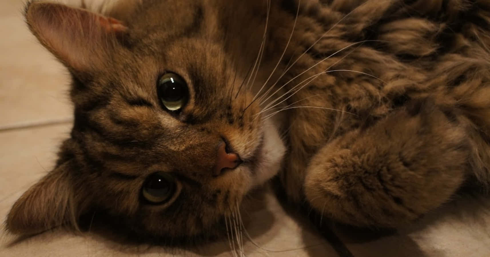 Cat Face 桌布 壁紙 — 一隻毛茸茸的棕色虎斑貓側躺在瓷磚地板上，睜著綠色的大眼睛向上看。