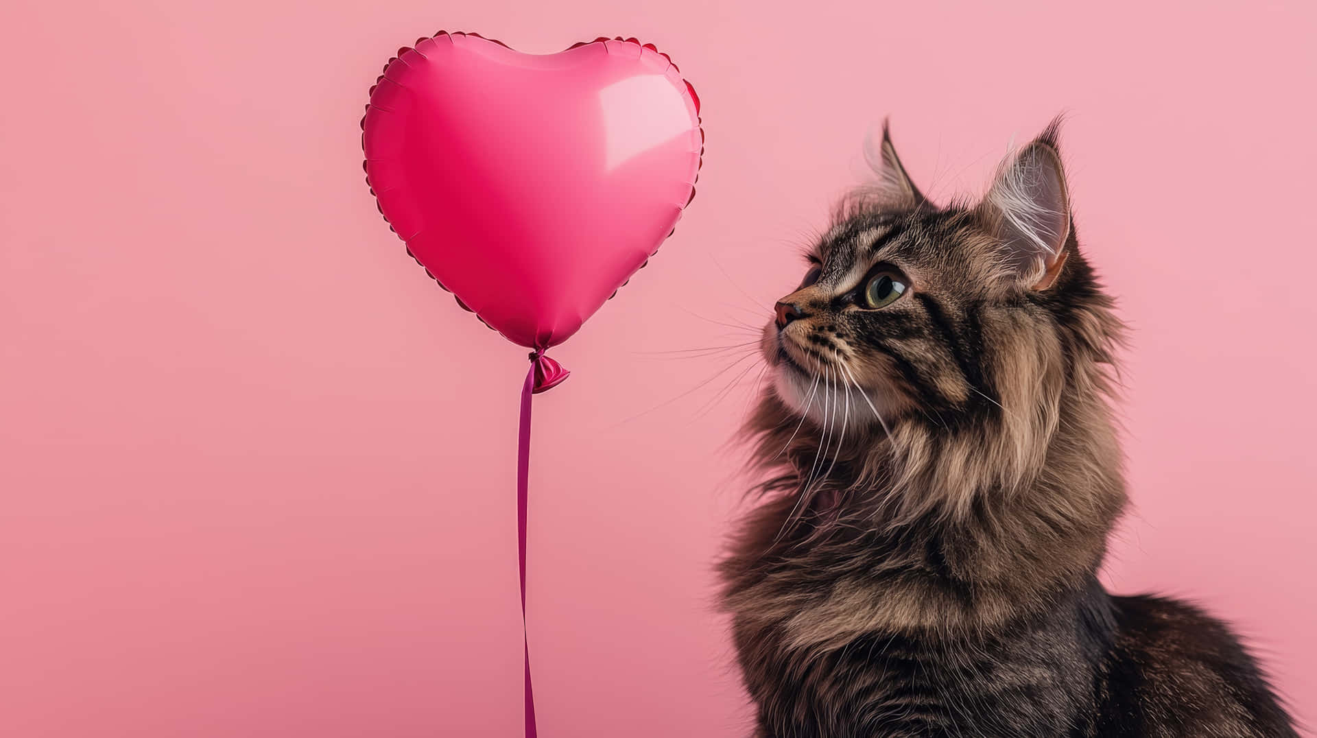 A fluffy long-haired cat curiously gazing at a shiny pink heart-shaped balloon against a soft pink 壁紙 — 一隻毛茸茸的棕色虎斑貓抬頭看著一個閃亮的粉紅色心形氣球，背景是柔和的粉紅色。