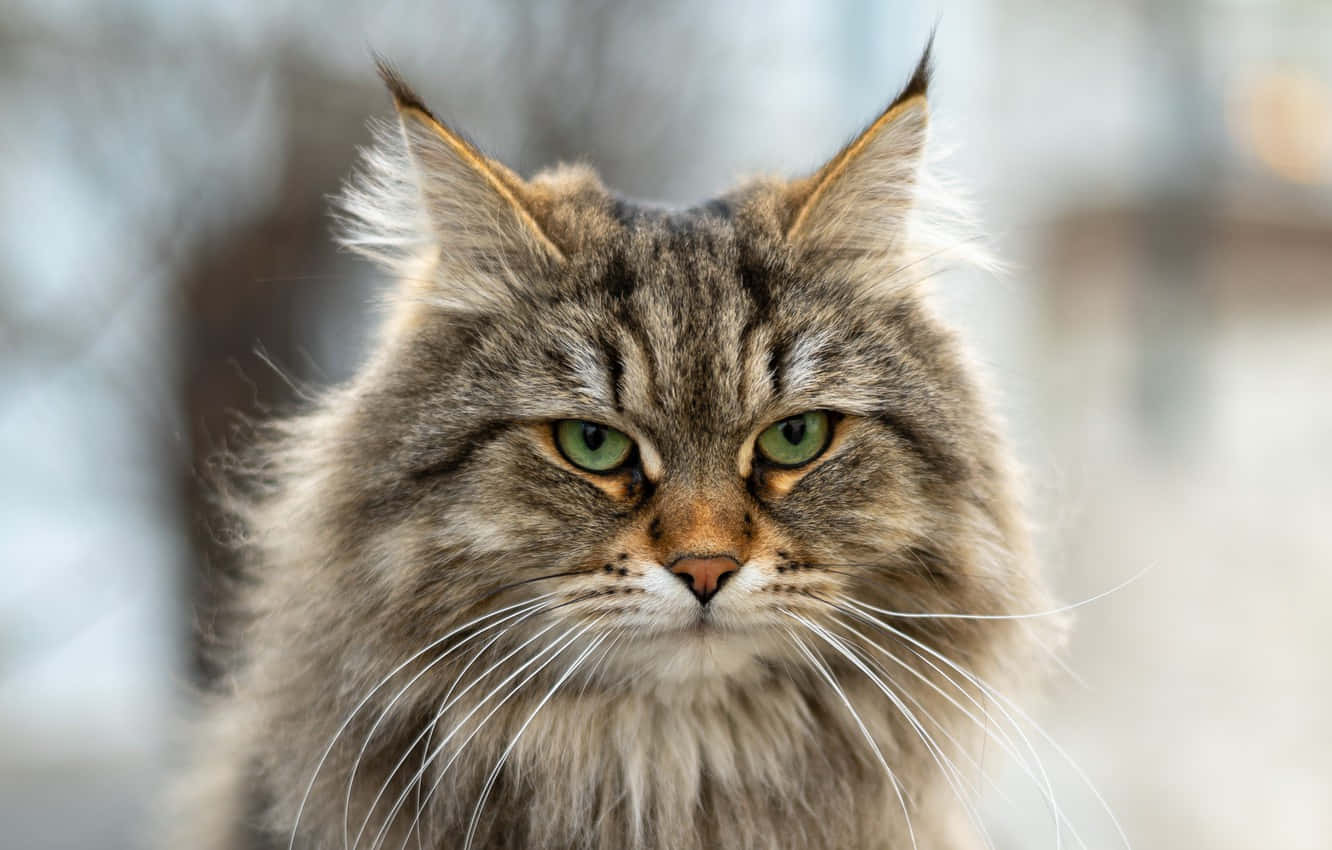 Siberian Cat 桌布 壁紙 — 一隻毛茸茸的棕色虎斑貓特寫，牠用銳利的綠色眼睛專注地盯著鏡頭。