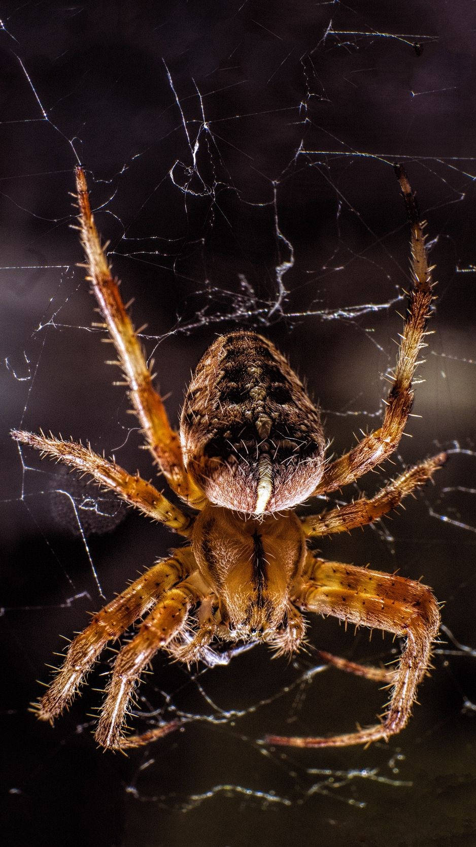 Spider 桌布 壁紙 — 一隻毛茸茸的棕色蜘蛛，位於其複雜的蜘蛛網中央，背景為深色模糊的詳細特寫。