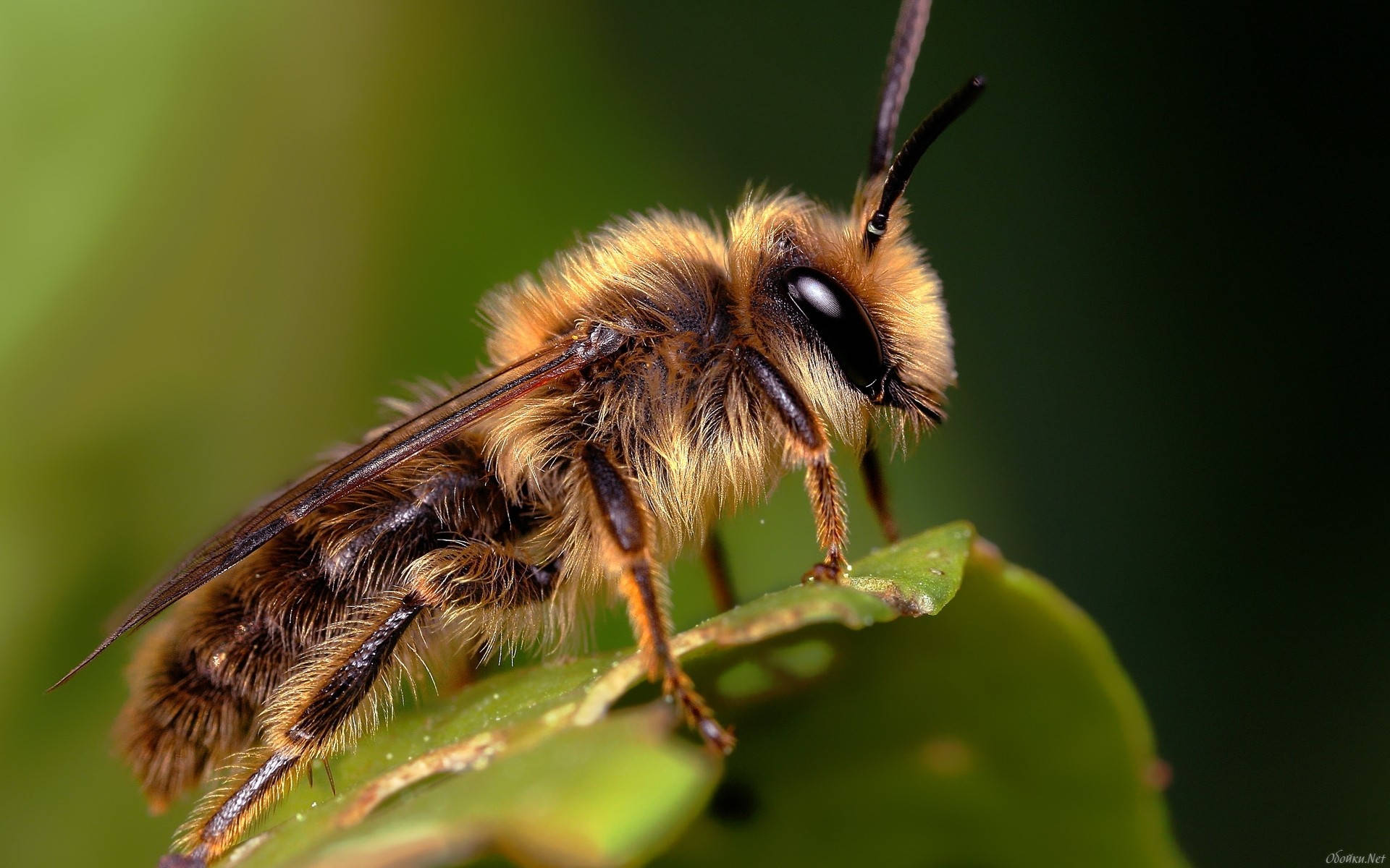 Insect 桌布 壁紙 — 一隻毛茸茸的棕色蜜蜂輕輕地停在一片鮮綠色的葉子上，背景是柔和模糊的自然景色。