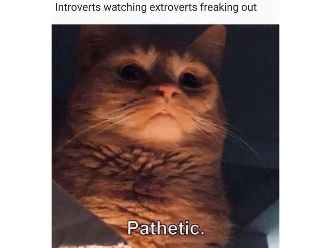 Pet Memes 桌布 壁紙 — 一隻毛茸茸的棕色貓咪，在溫暖燈光下睜大雙眼，露出得意洋洋的表情的特寫。