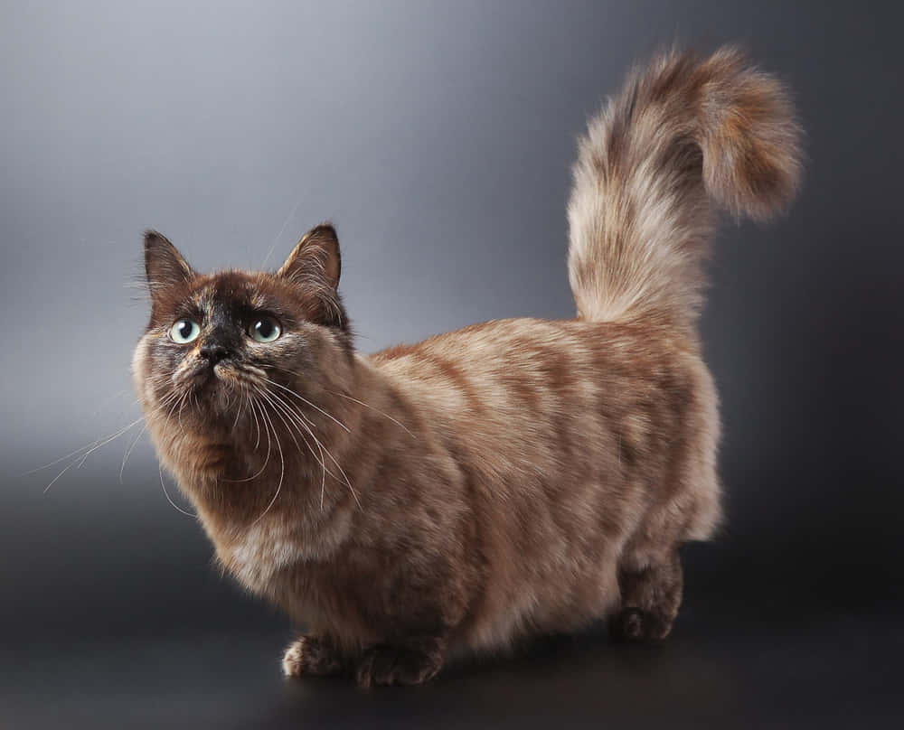 Munchkin Cat 桌布 壁紙 — 一隻毛茸茸的棕色貓咪，有著引人注目的藍色眼睛和翹起的尾巴，在深色漸變工作室背景前警覺地站立。