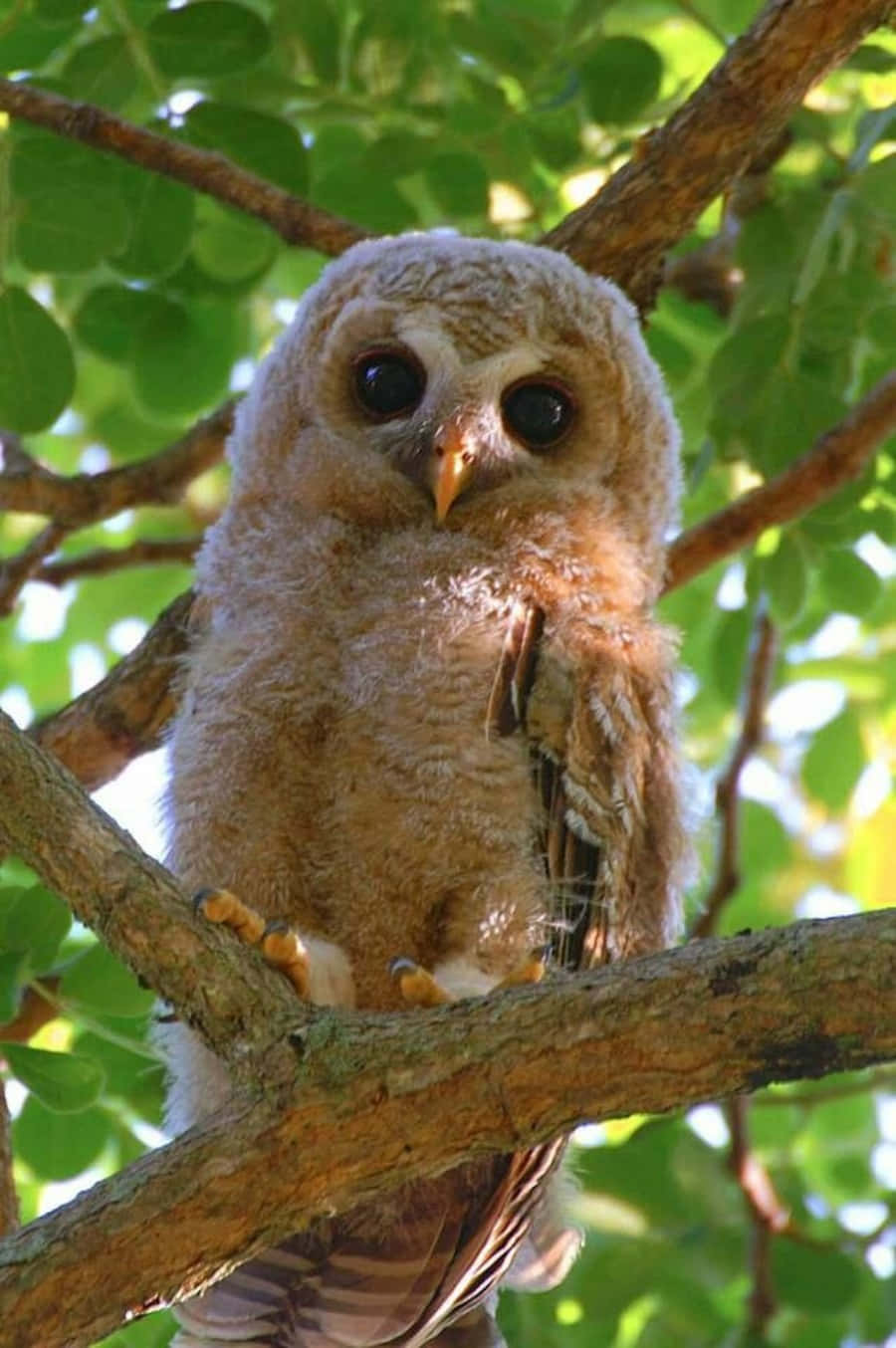 Baby Owl 桌布 壁紙 — 一隻毛茸茸的棕色貓頭鷹雛鳥棲息在樹枝上，周圍是明亮的綠葉，斑駁的陽光灑落。