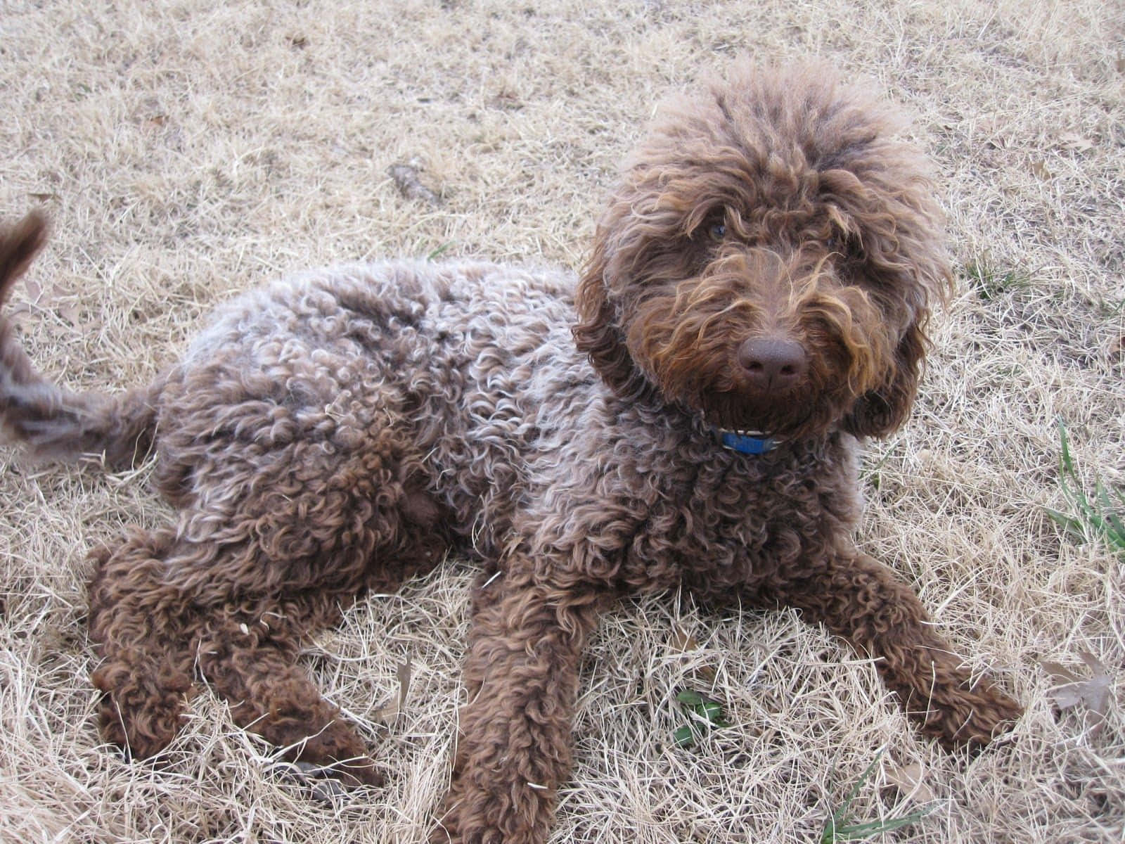 Labradoodle 桌布 壁紙 — 一隻毛茸茸的棕色貴賓犬，捲曲的毛髮，放鬆地躺在乾草上，平靜地凝視著相機。