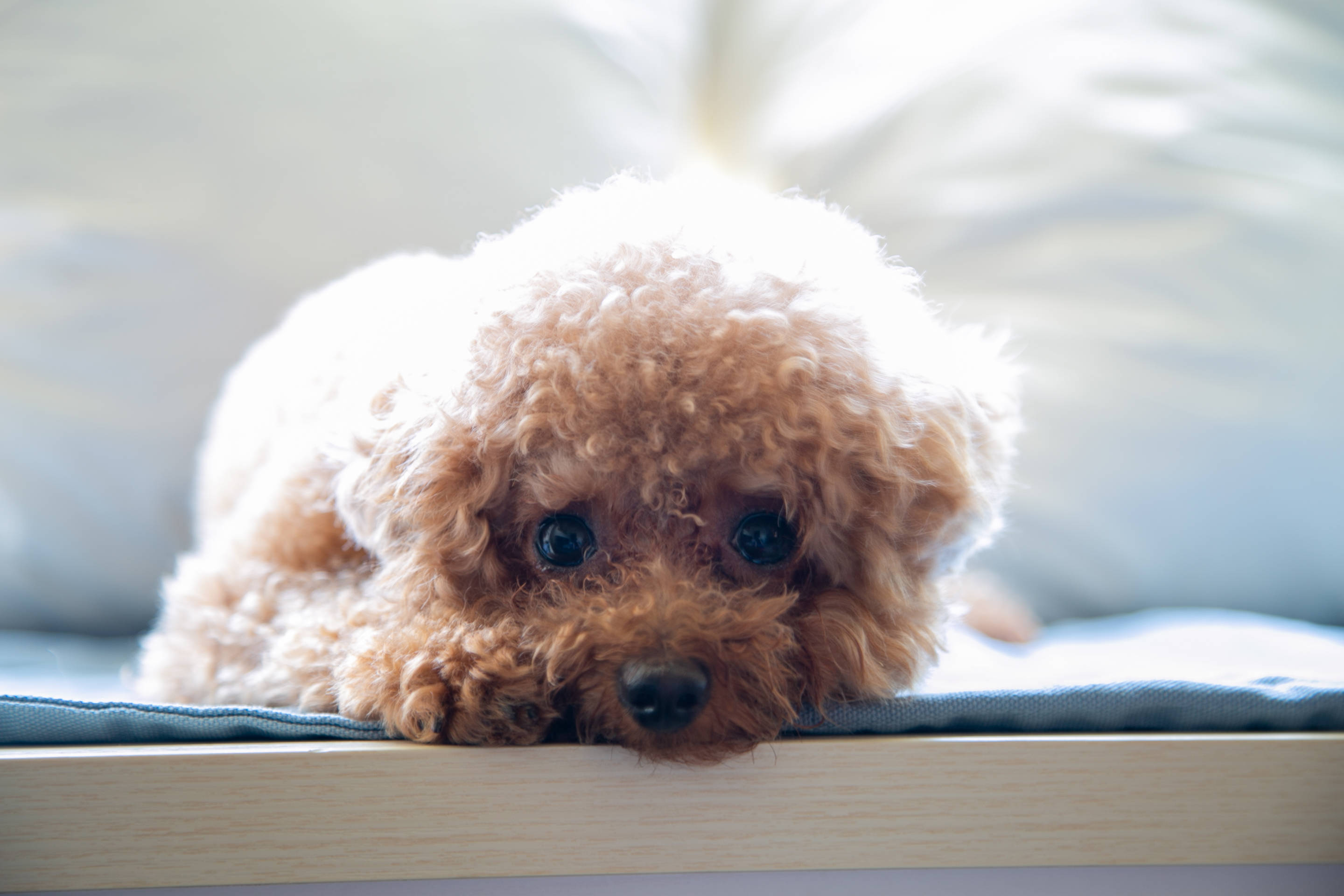 Poodle 桌布 壁紙 — 一隻毛茸茸的棕色貴賓犬幼犬將頭擱在藍色墊子上的木邊上，後面有柔軟的枕頭。